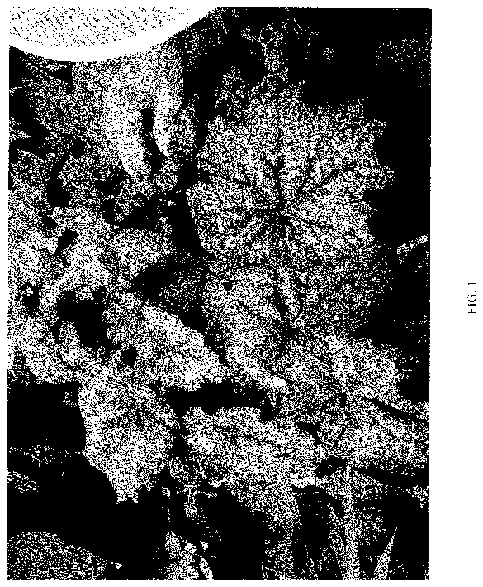 Patent USPP036853 — Begonia plant named ‘Neon Moon’ — Figure 1