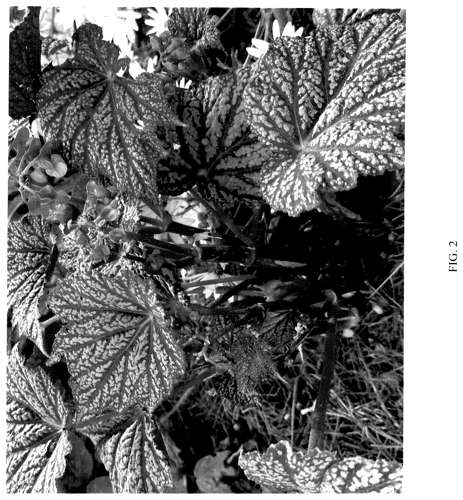 Patent USPP036853 Figure 2 – Begonia plant named ‘Neon Moon’