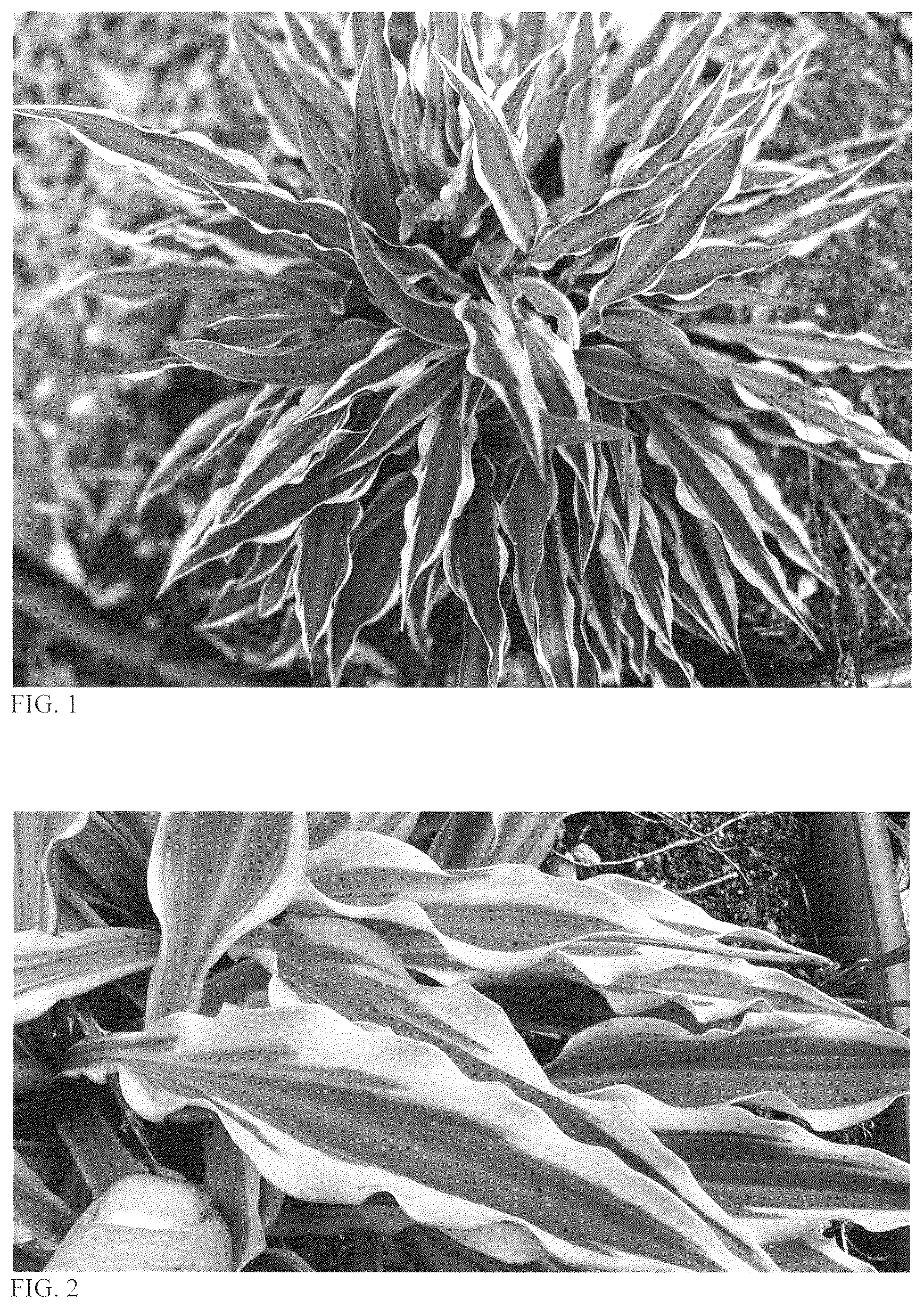 Patent USPP036854 Figure 1 – Hosta plant named ‘Out of Time’