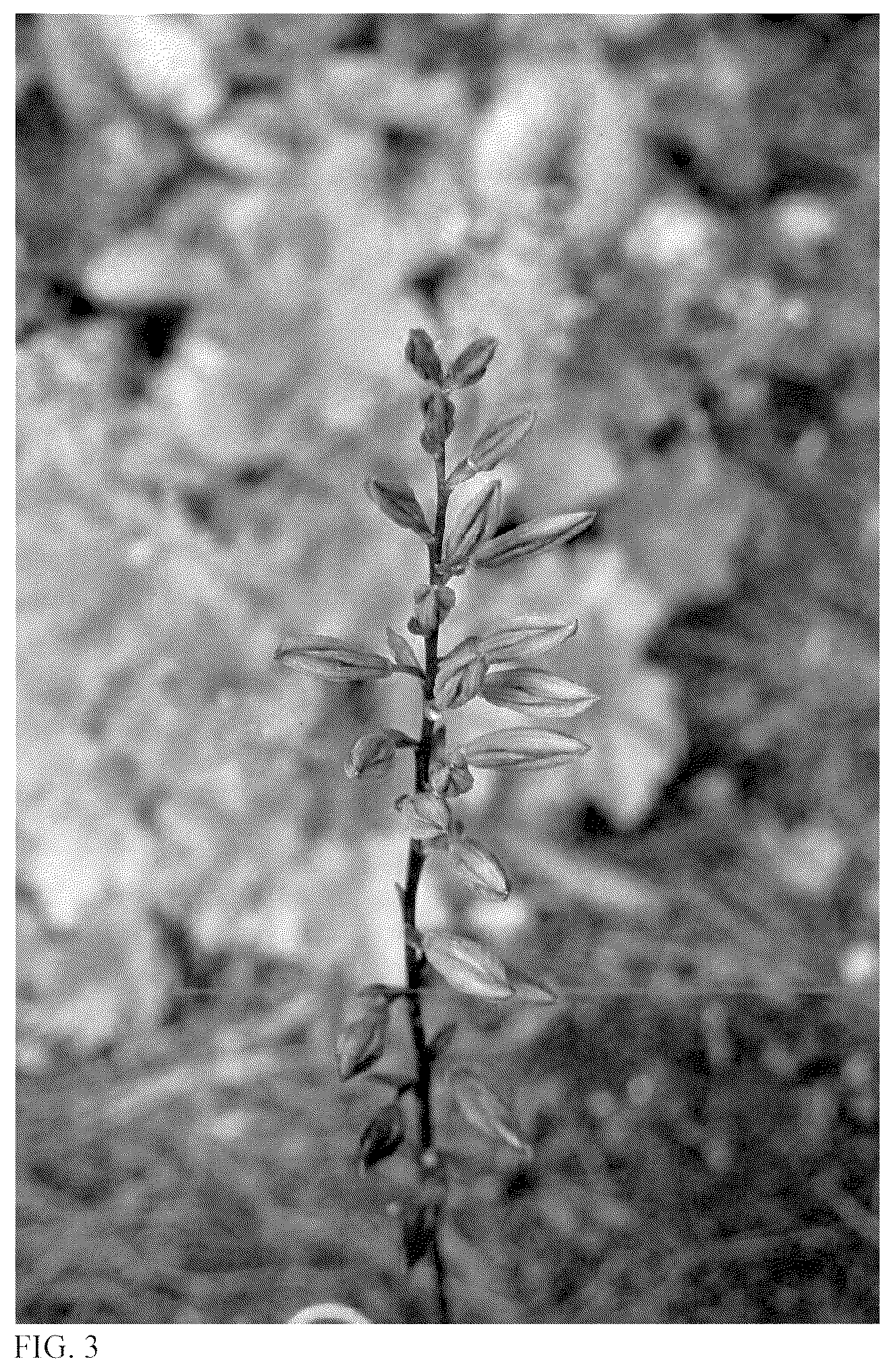Patent USPP036854 Figure 2 – Hosta plant named ‘Out of Time’