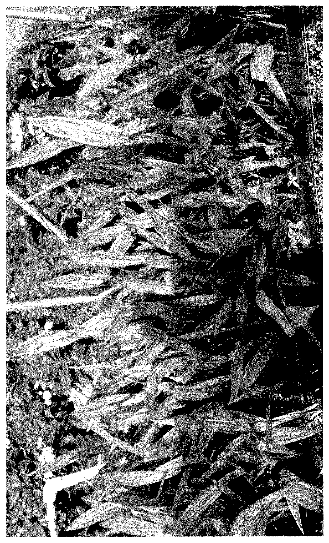 Patent USPP036855 Figure 1 – Aspidistra plant named ‘HANADO RAKU NO 1’