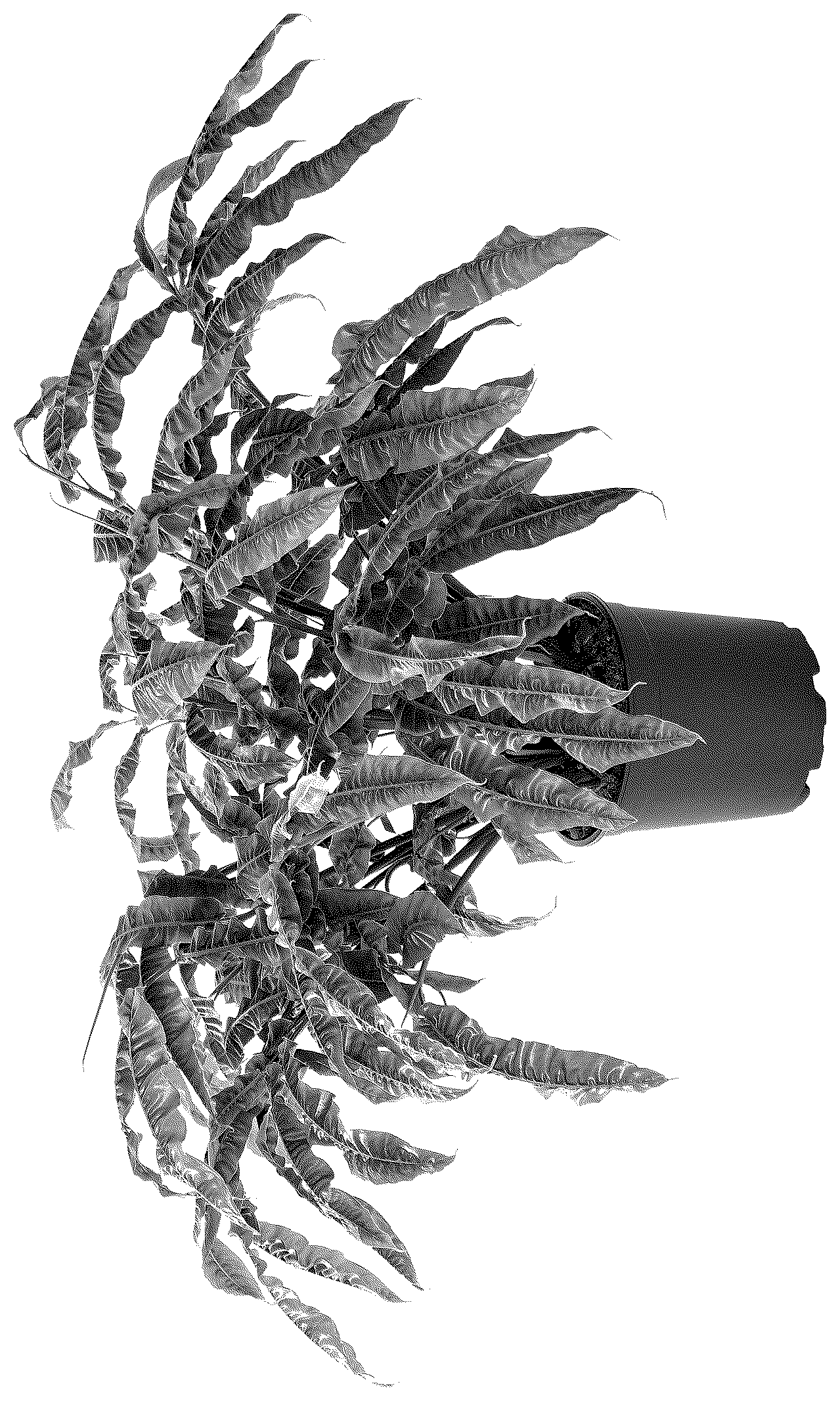 Patent USPP036856 Figure 1 – Alpinia plant named ‘Crispy’