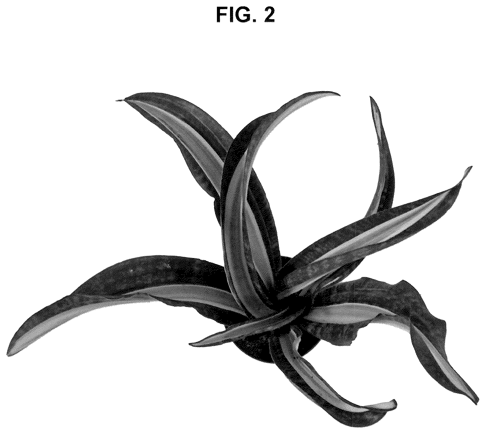 Patent USPP036857 Figure 2 – Sansevieria plant named ‘WHITE STAR’