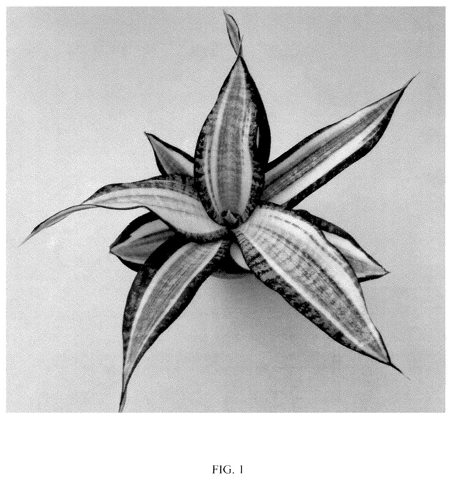 Patent USPP036858 Figure 1 – Sansevieria plant named ‘Hansoti55’