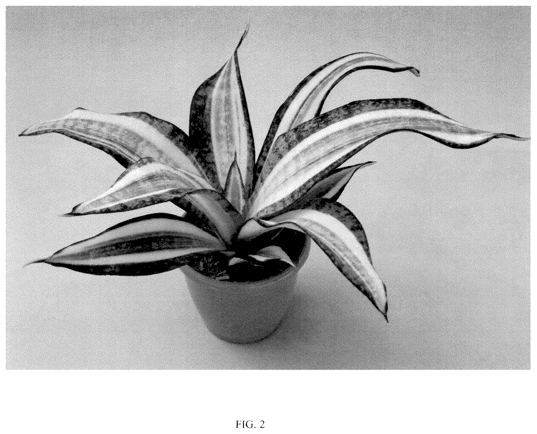 Patent USPP036858 Figure 2 – Sansevieria plant named ‘Hansoti55’