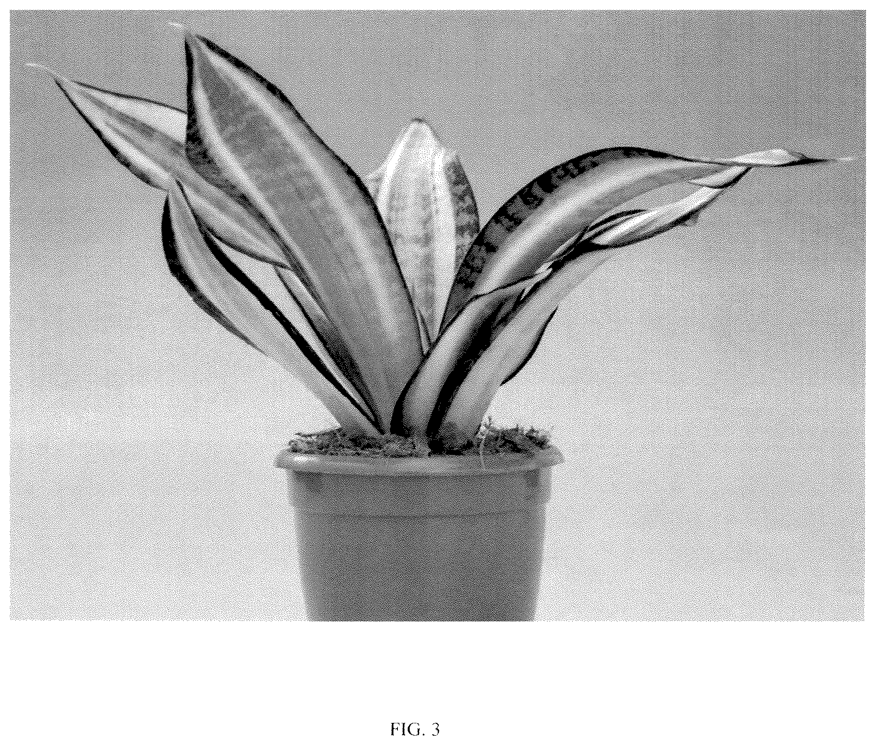 Patent USPP036858 Figure 3 – Sansevieria plant named ‘Hansoti55’