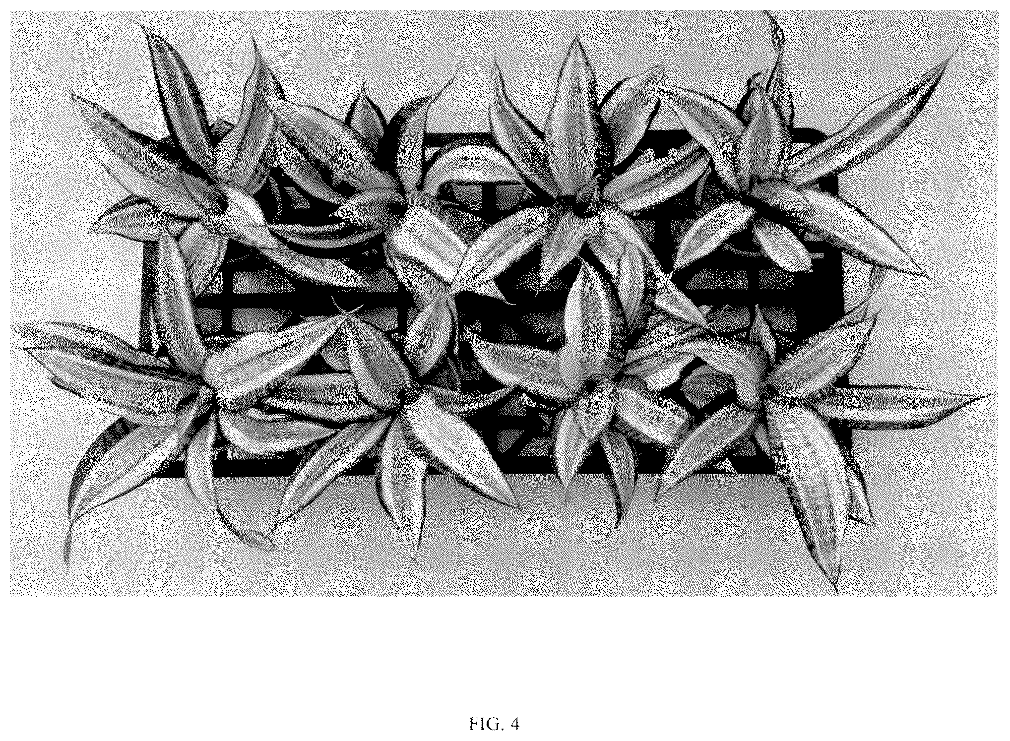 Patent USPP036858 Figure 4 – Sansevieria plant named ‘Hansoti55’