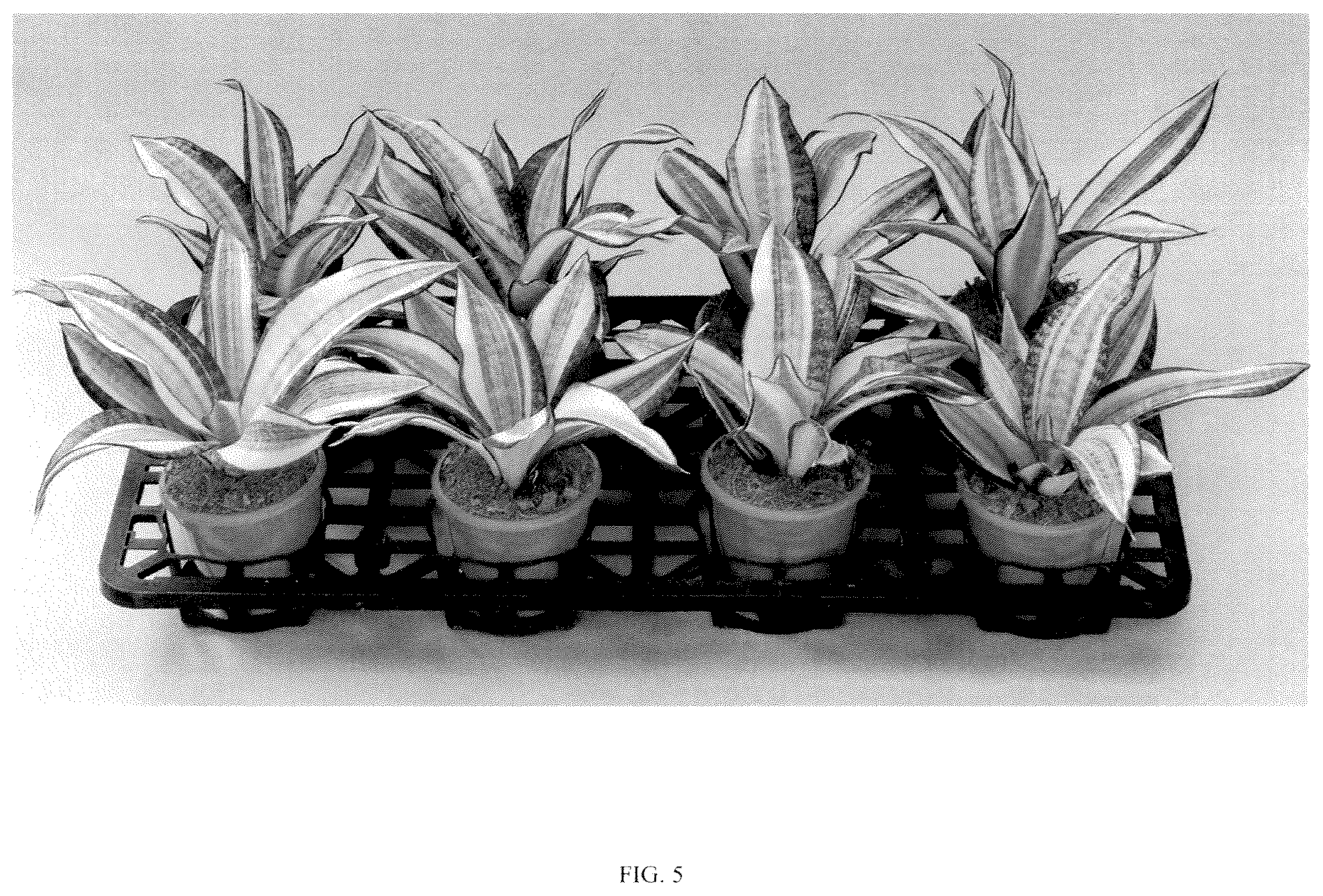 Patent USPP036858 Figure 5 – Sansevieria plant named ‘Hansoti55’