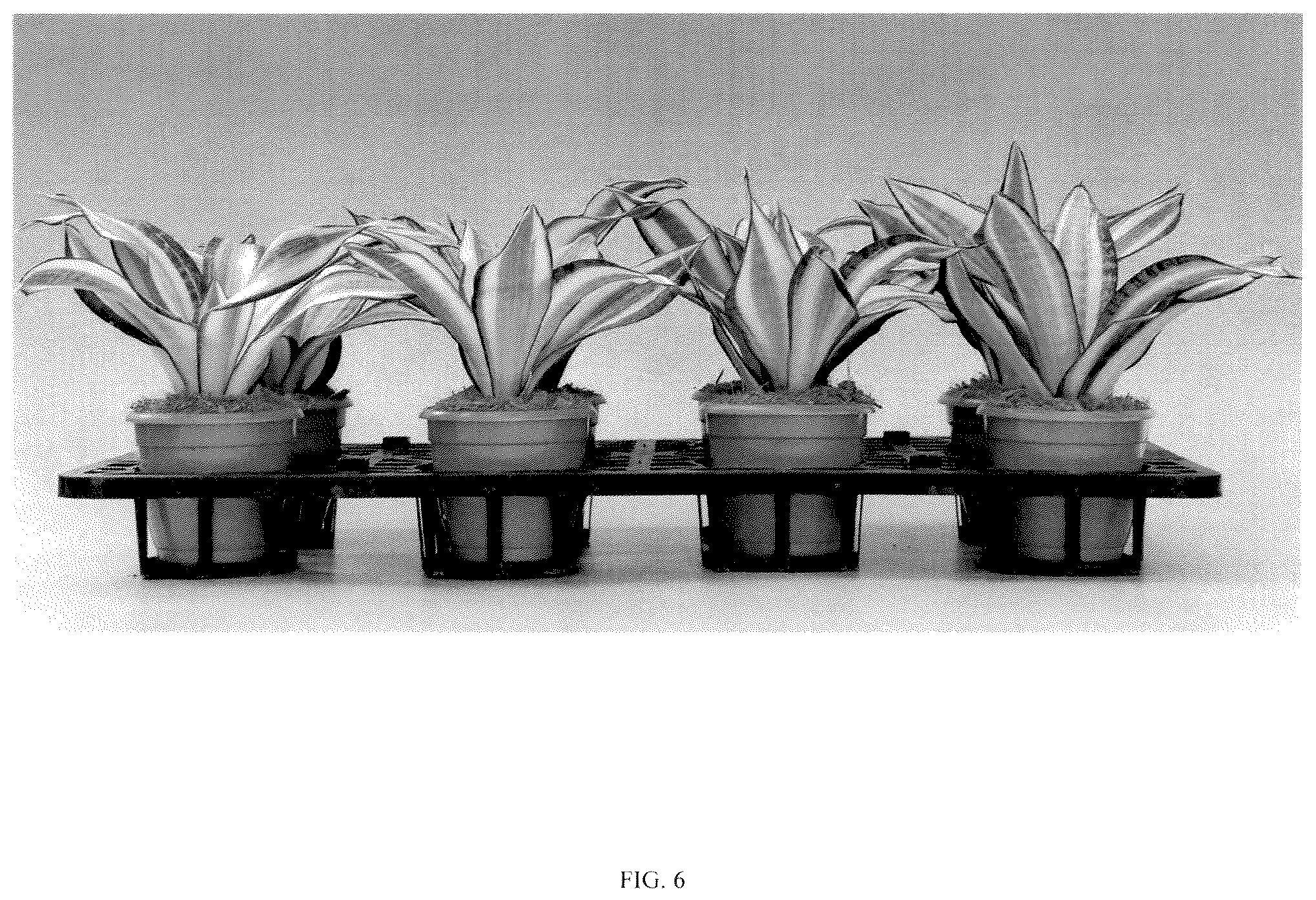 Patent USPP036858 Figure 6 – Sansevieria plant named ‘Hansoti55’