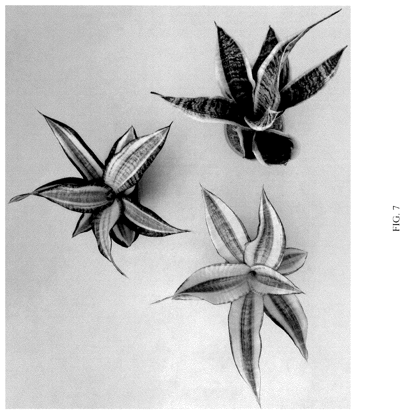 Patent USPP036858 Figure 7 – Sansevieria plant named ‘Hansoti55’
