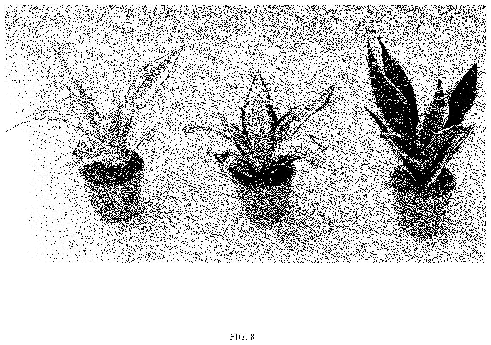 Patent USPP036858 Figure 8 – Sansevieria plant named ‘Hansoti55’