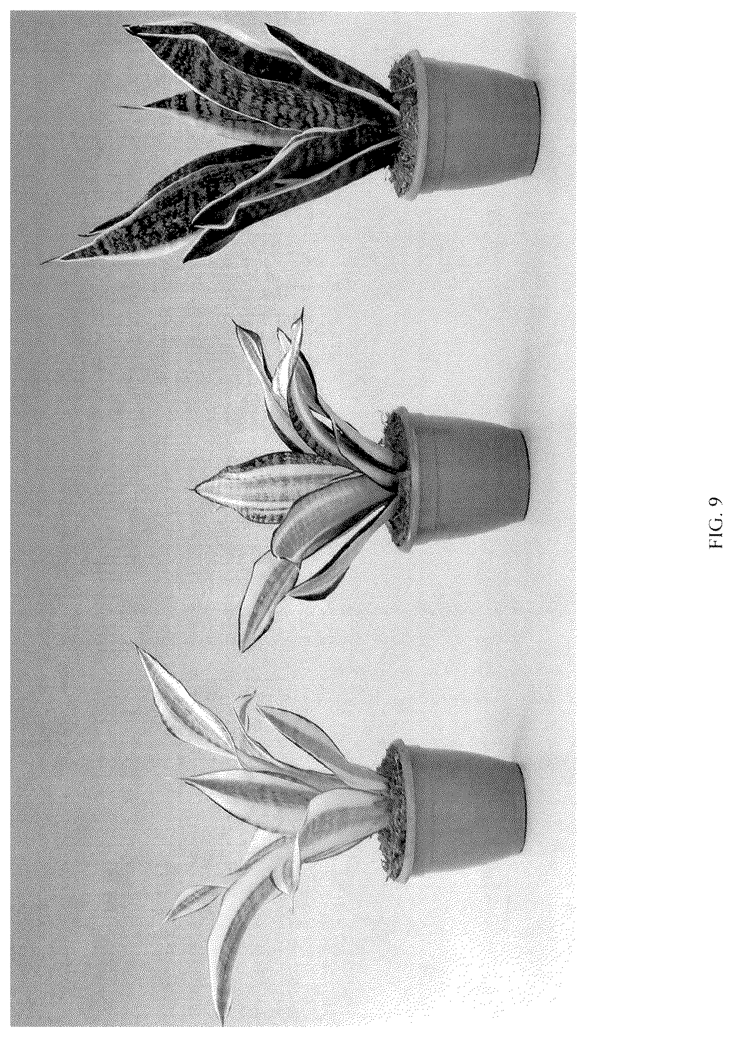 Patent USPP036858 Figure 9 – Sansevieria plant named ‘Hansoti55’