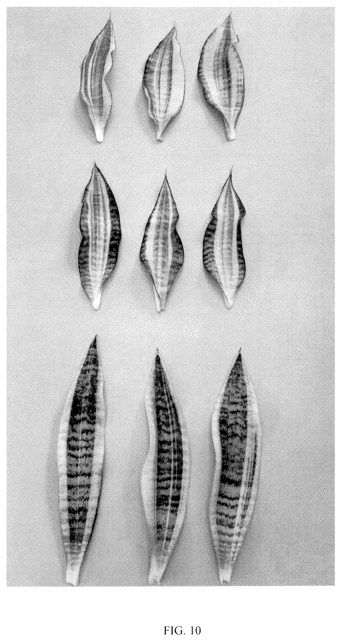 Patent USPP036858 Figure 10 – Sansevieria plant named ‘Hansoti55’
