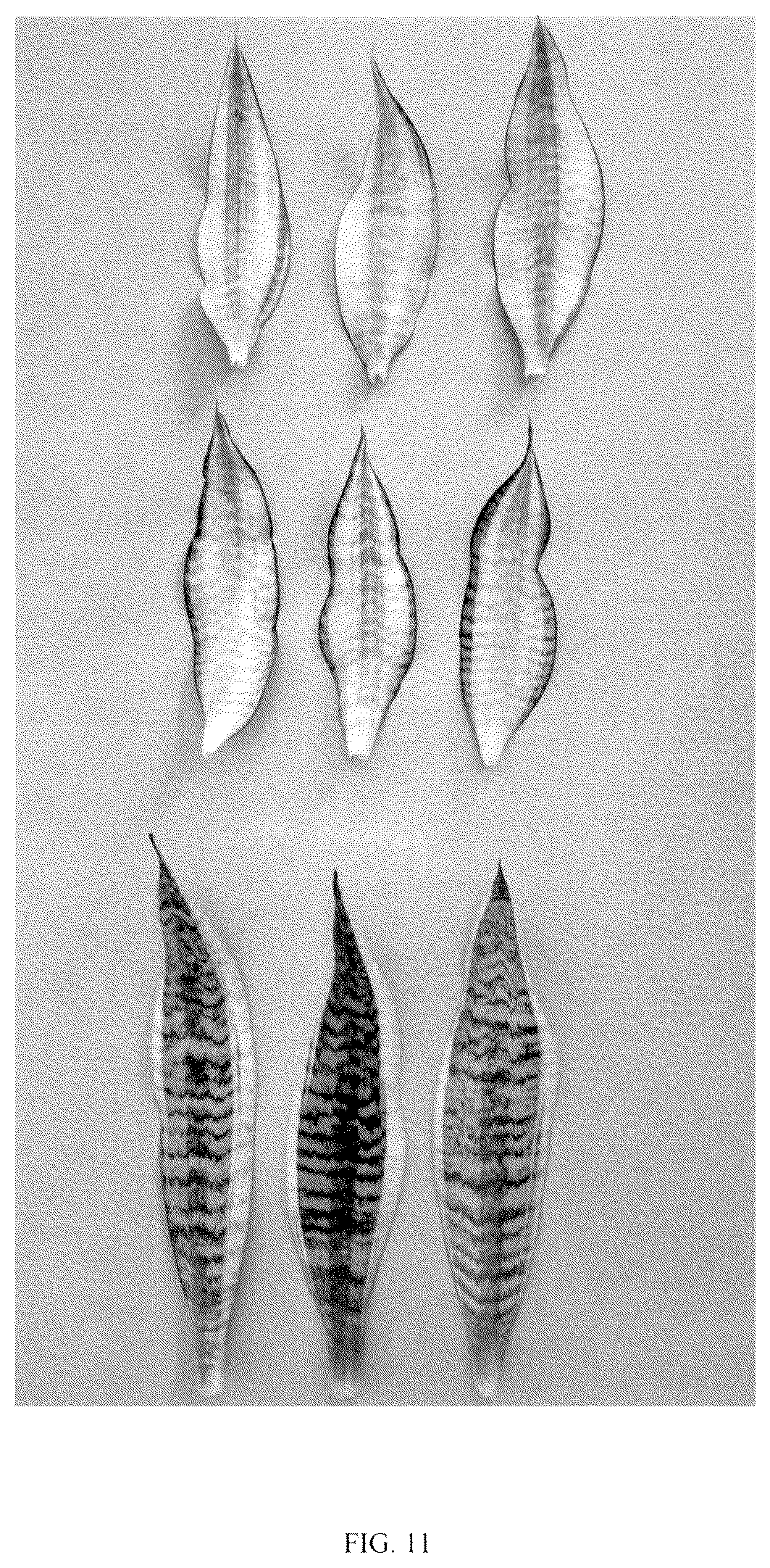 Patent USPP036858 Figure 11 – Sansevieria plant named ‘Hansoti55’