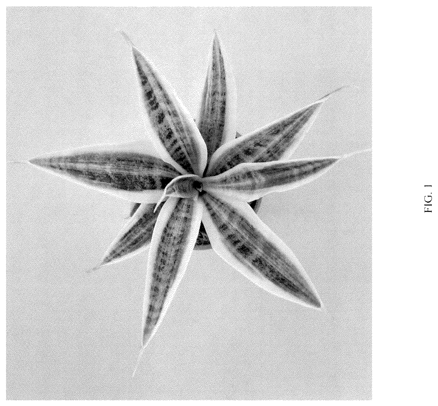 Patent USPP036859 Figure 1 – Sansevieria plant named ‘HANSOTI56’