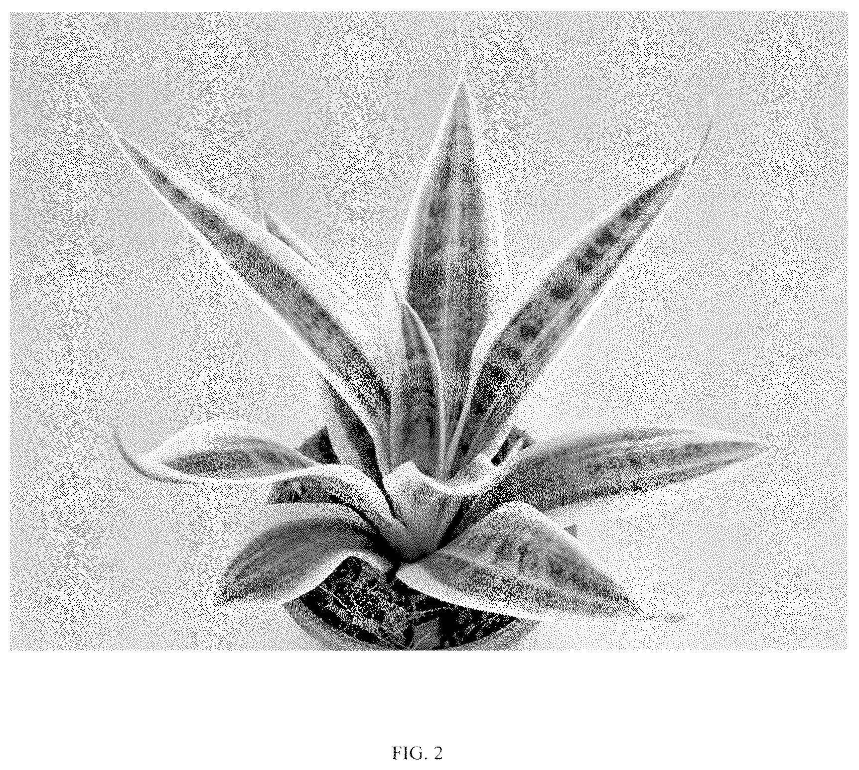 Patent USPP036859 Figure 2 – Sansevieria plant named ‘HANSOTI56’