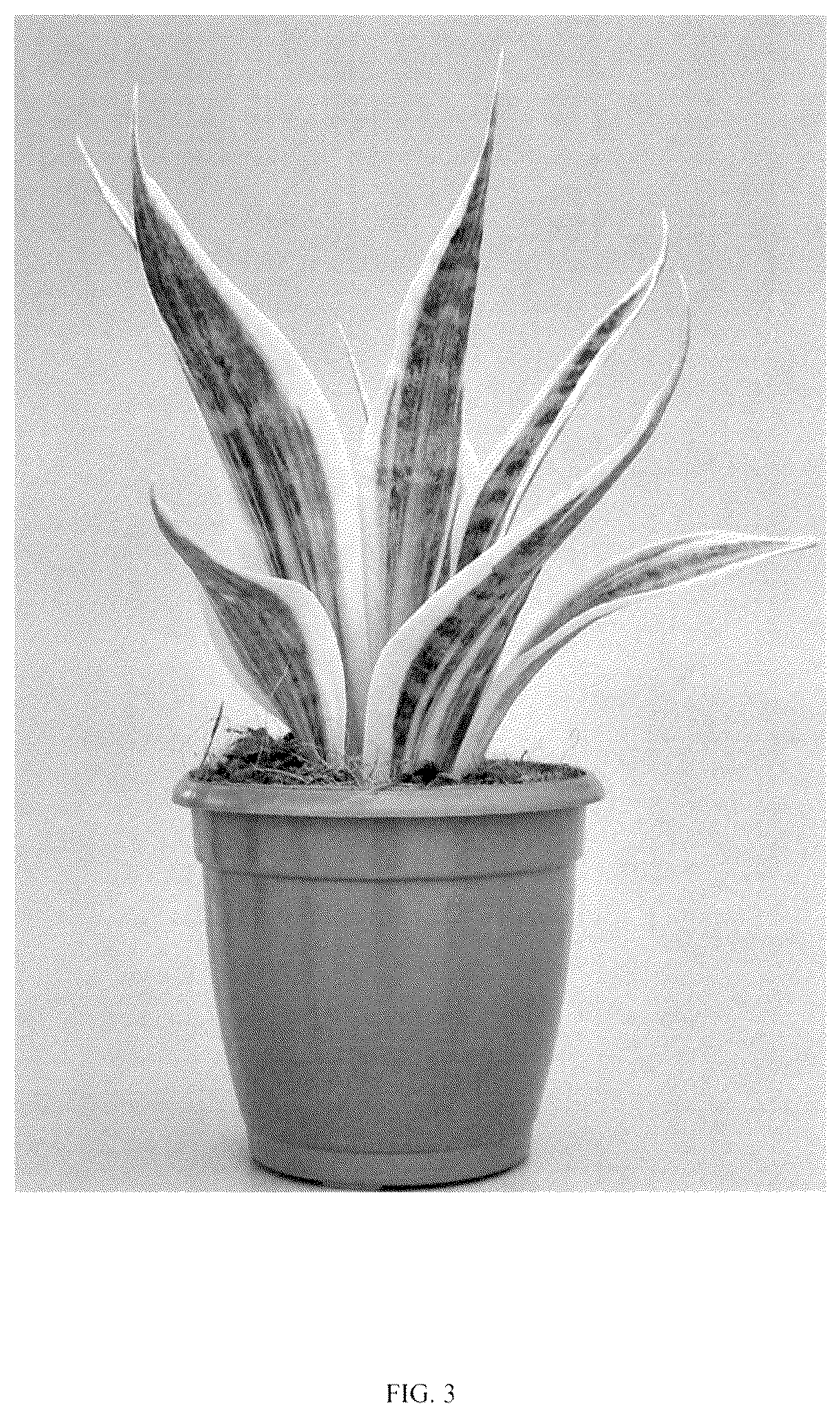 Patent USPP036859 Figure 3 – Sansevieria plant named ‘HANSOTI56’