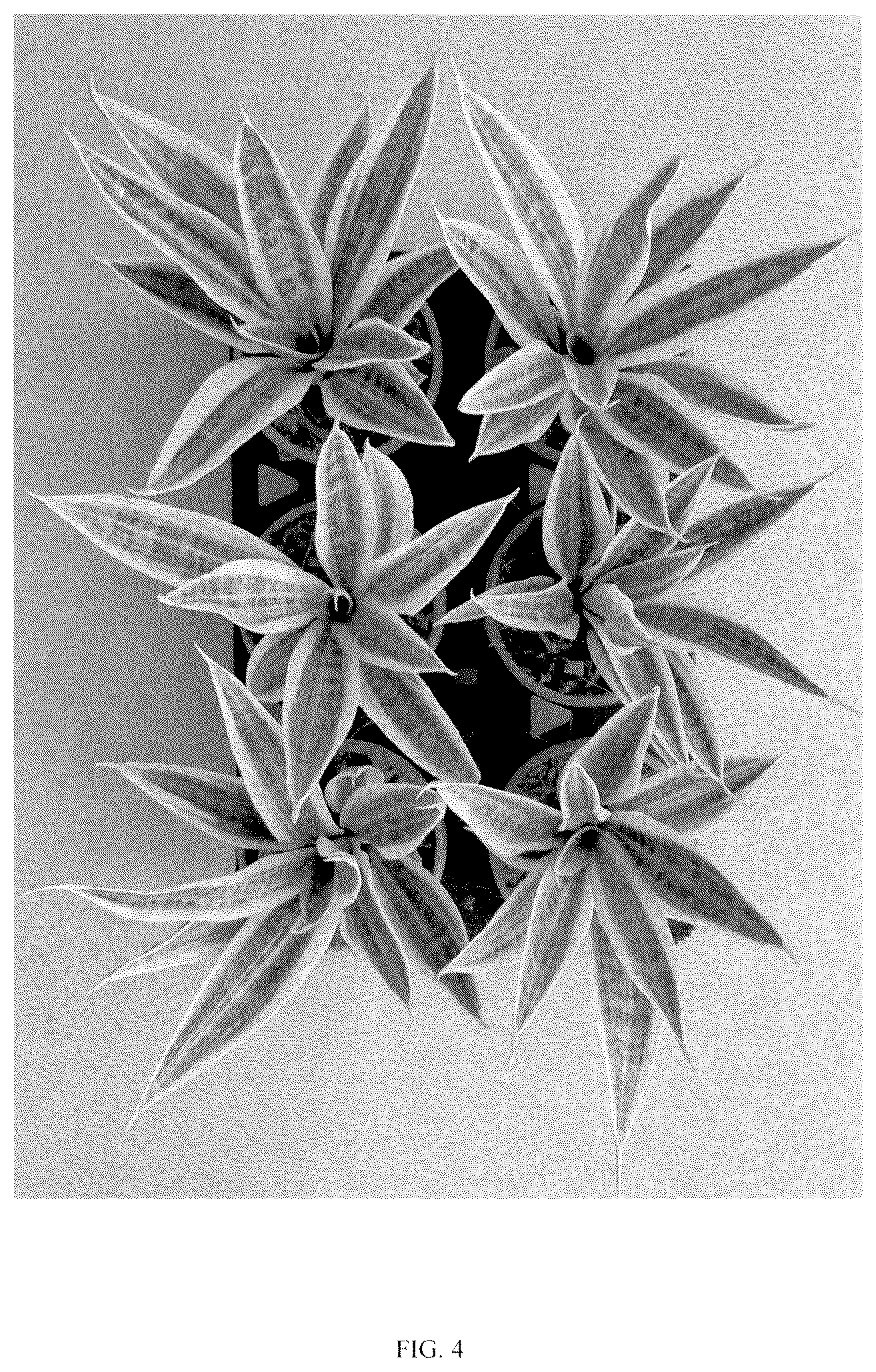 Patent USPP036859 Figure 4 – Sansevieria plant named ‘HANSOTI56’