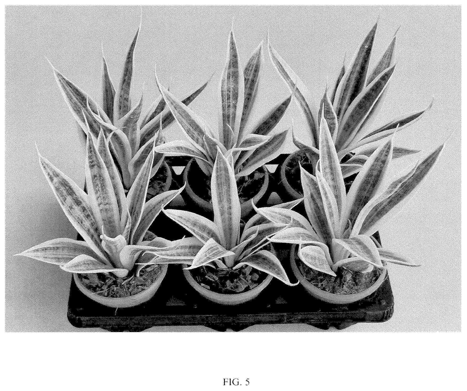 Patent USPP036859 Figure 5 – Sansevieria plant named ‘HANSOTI56’