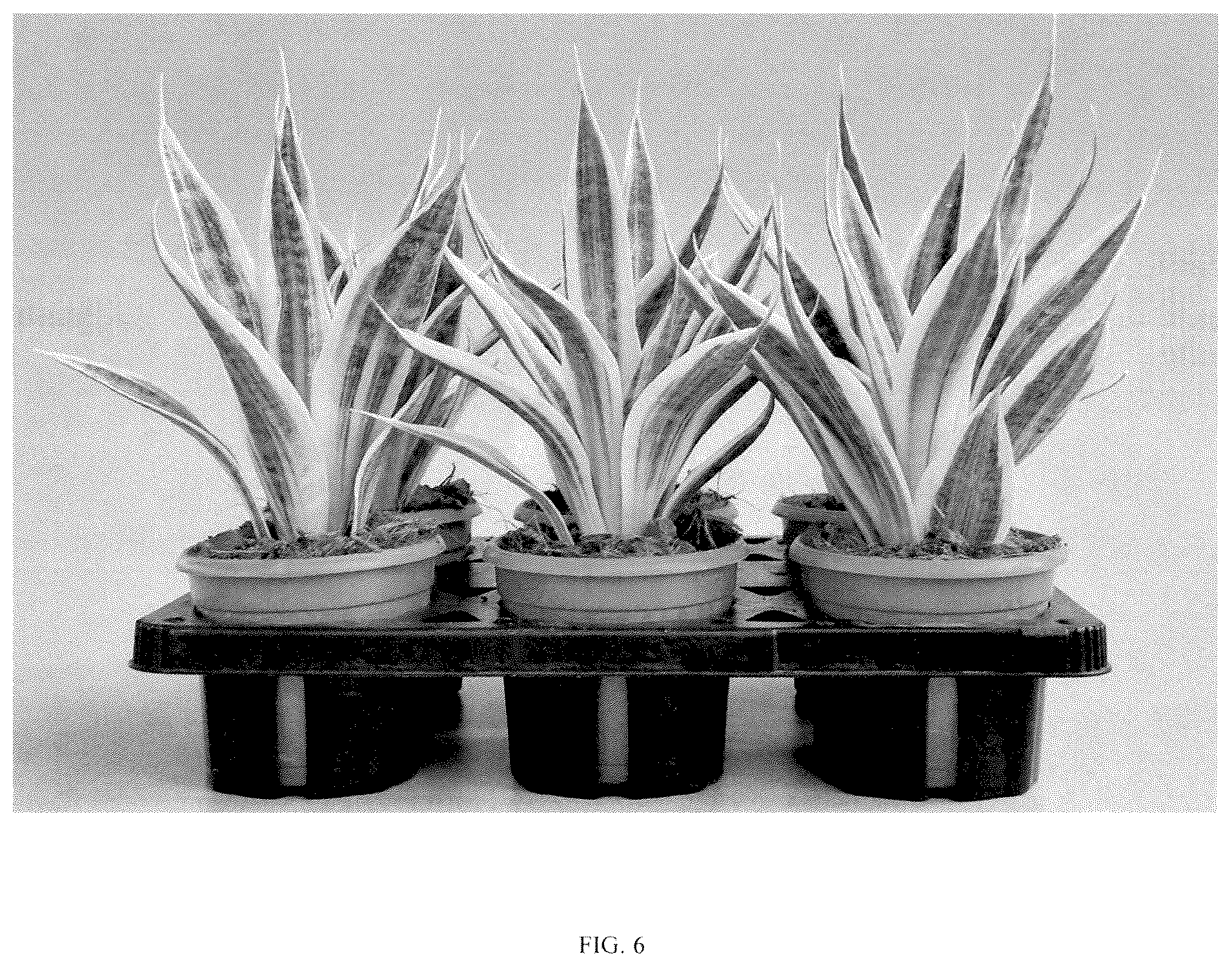 Patent USPP036859 Figure 6 – Sansevieria plant named ‘HANSOTI56’
