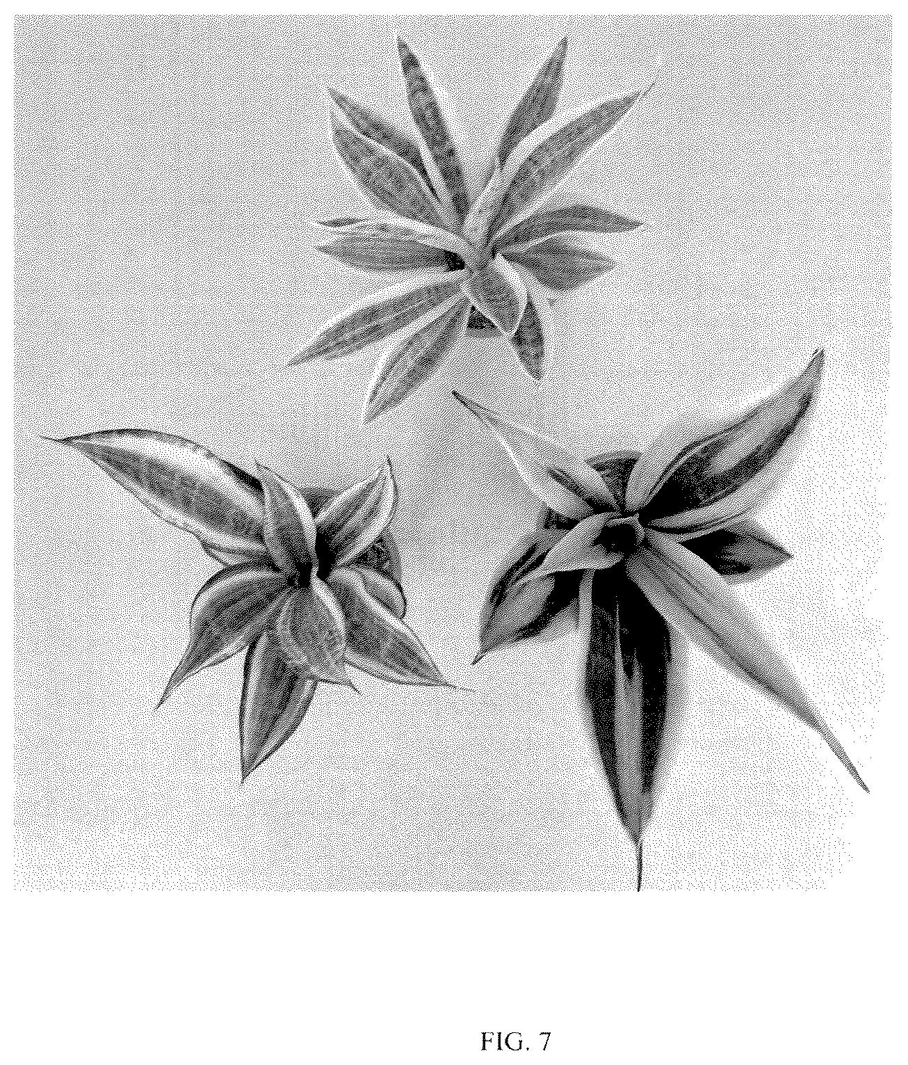 Patent USPP036859 Figure 7 – Sansevieria plant named ‘HANSOTI56’