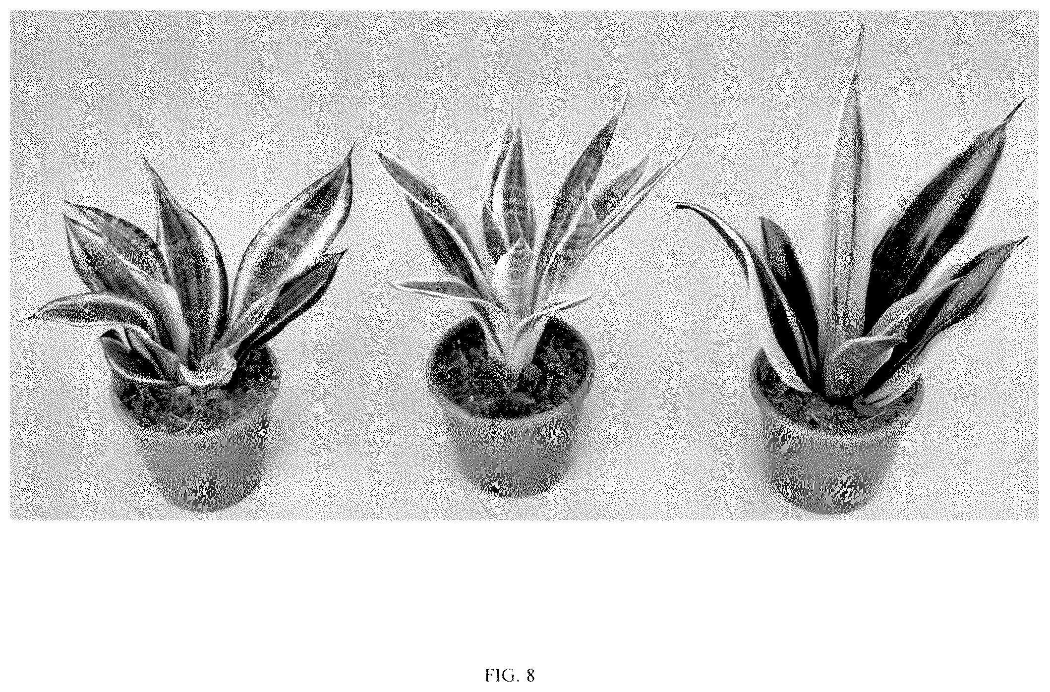 Patent USPP036859 Figure 8 – Sansevieria plant named ‘HANSOTI56’
