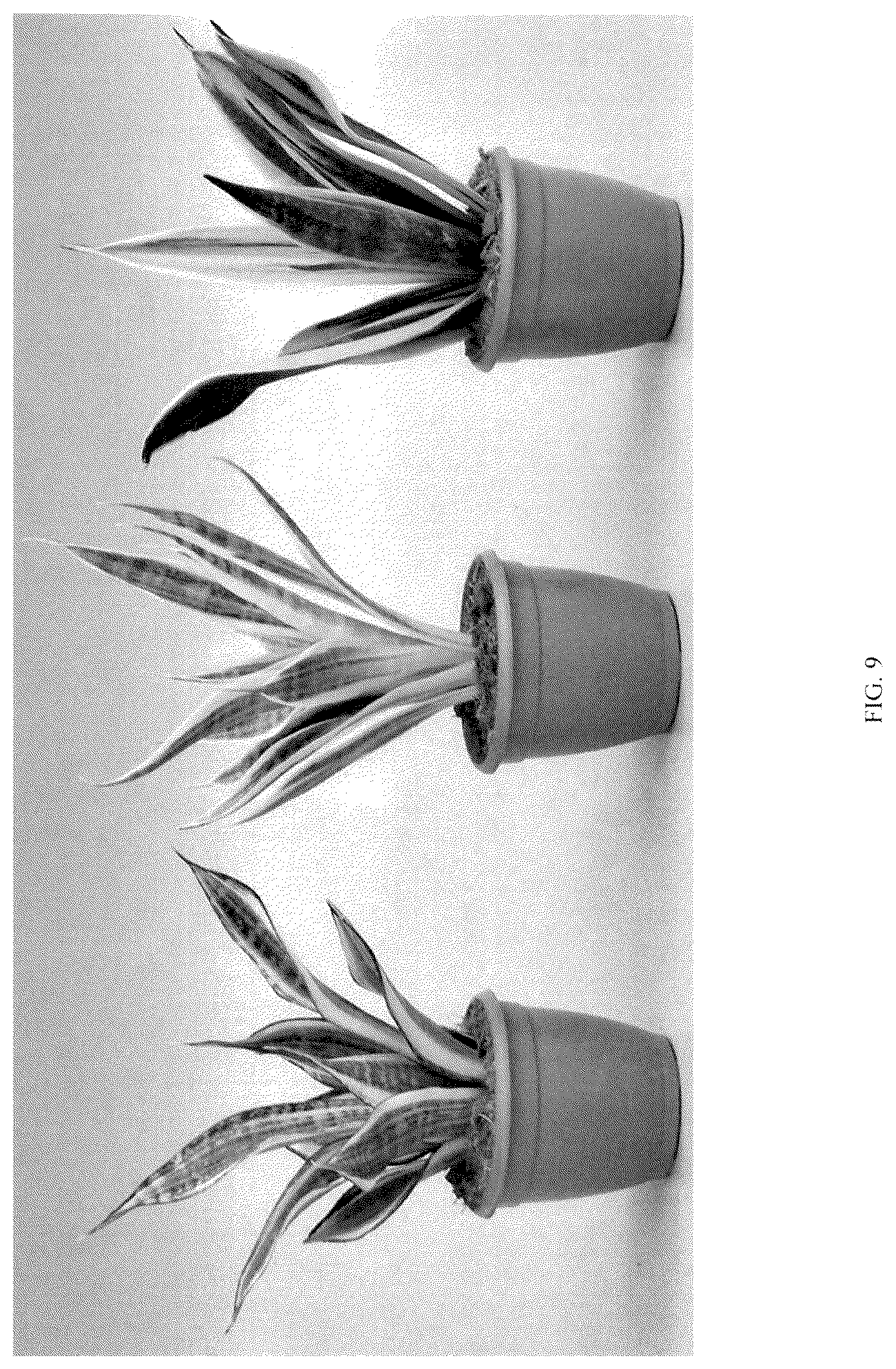 Patent USPP036859 Figure 9 – Sansevieria plant named ‘HANSOTI56’