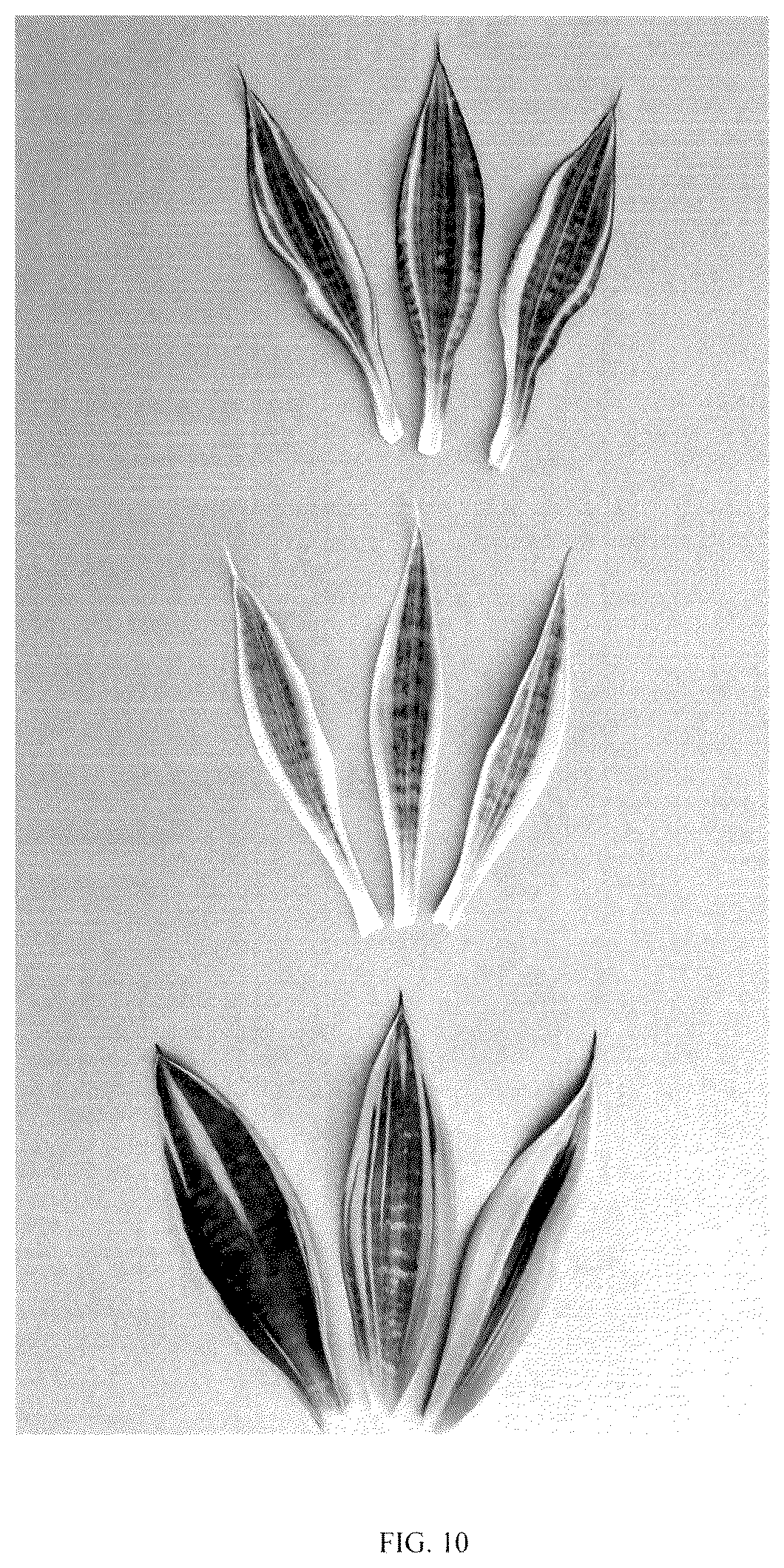 Patent USPP036859 Figure 10 – Sansevieria plant named ‘HANSOTI56’