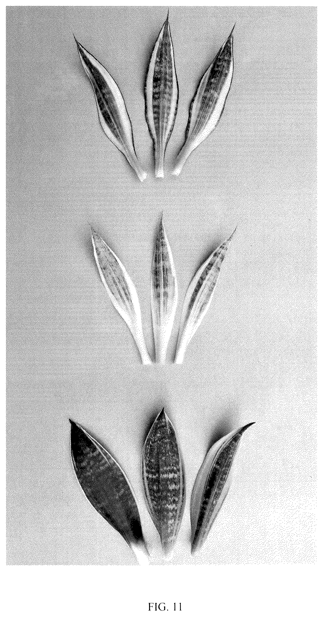Patent USPP036859 Figure 11 – Sansevieria plant named ‘HANSOTI56’