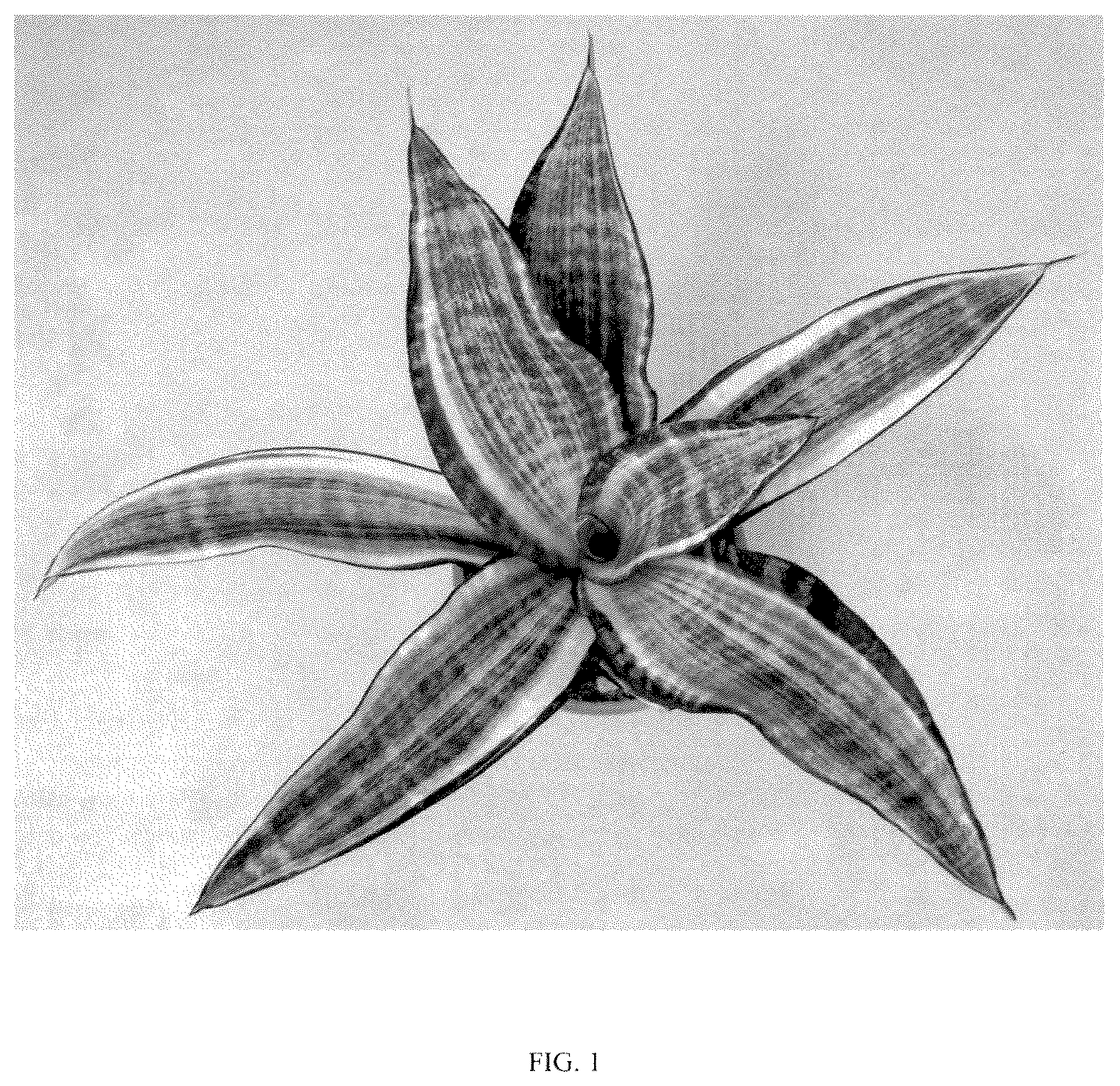 Patent USPP036860 Figure 1 – Sansevieria plant named ‘Hansoti57’