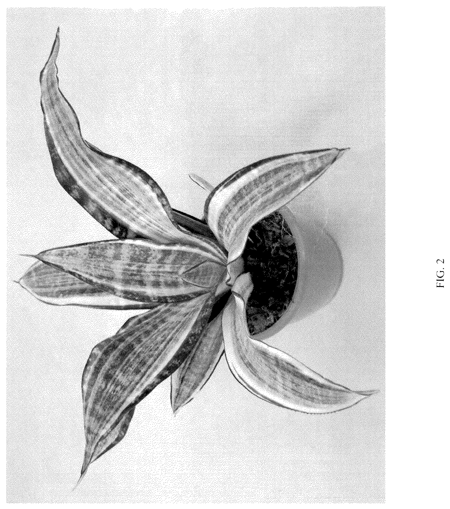 Patent USPP036860 Figure 2 – Sansevieria plant named ‘Hansoti57’