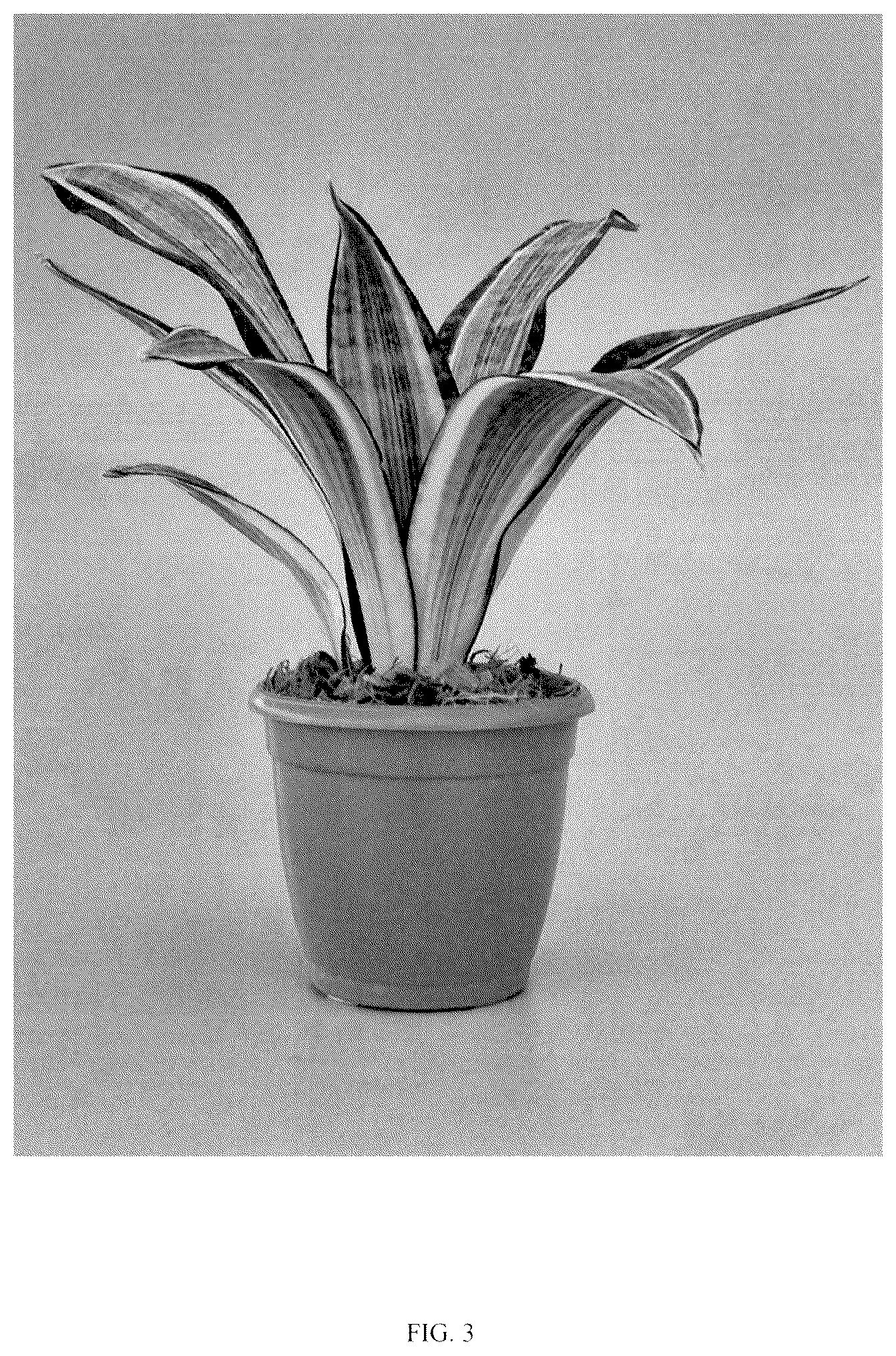 Patent USPP036860 Figure 3 – Sansevieria plant named ‘Hansoti57’