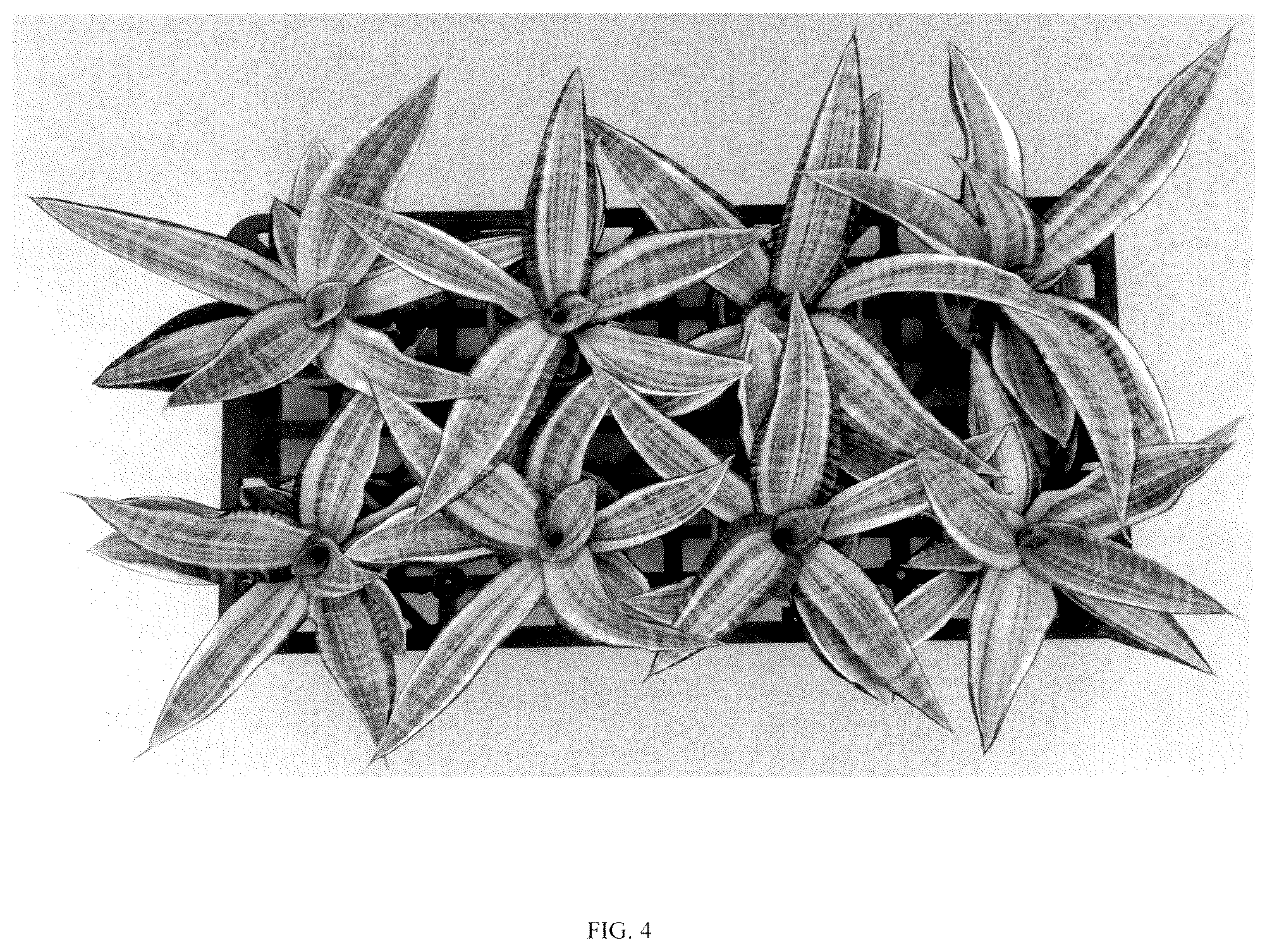 Patent USPP036860 Figure 4 – Sansevieria plant named ‘Hansoti57’