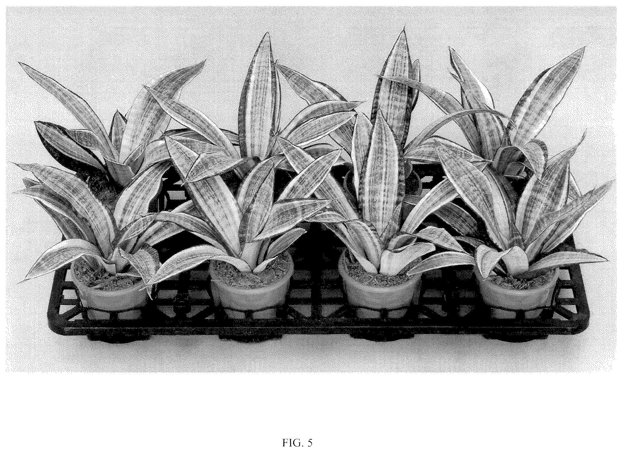 Patent USPP036860 Figure 5 – Sansevieria plant named ‘Hansoti57’