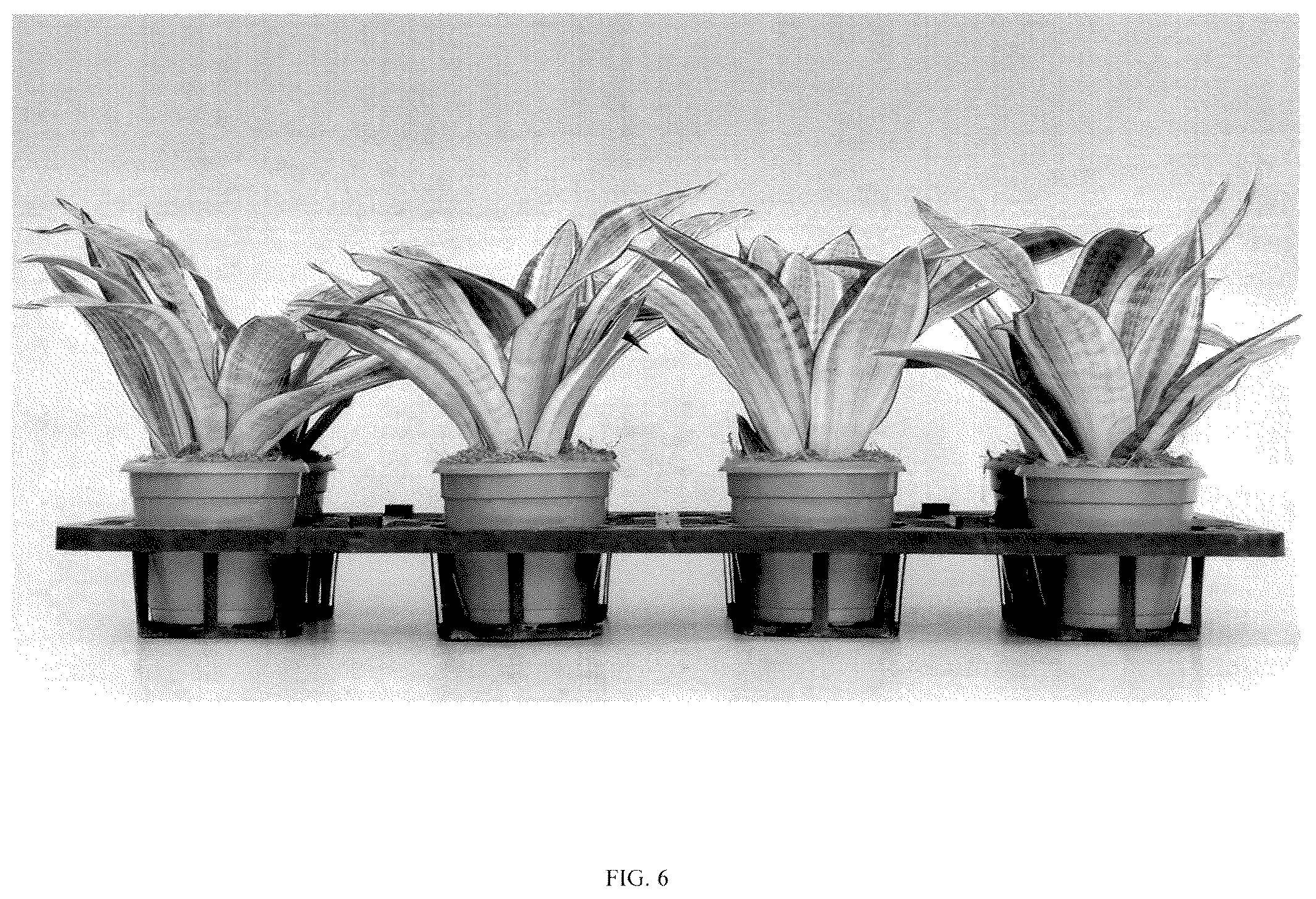 Patent USPP036860 Figure 6 – Sansevieria plant named ‘Hansoti57’