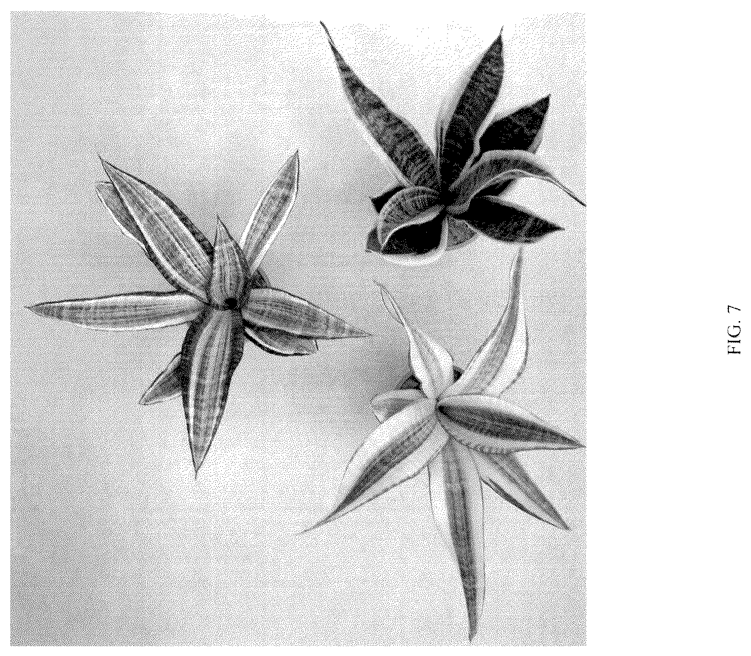 Patent USPP036860 Figure 7 – Sansevieria plant named ‘Hansoti57’