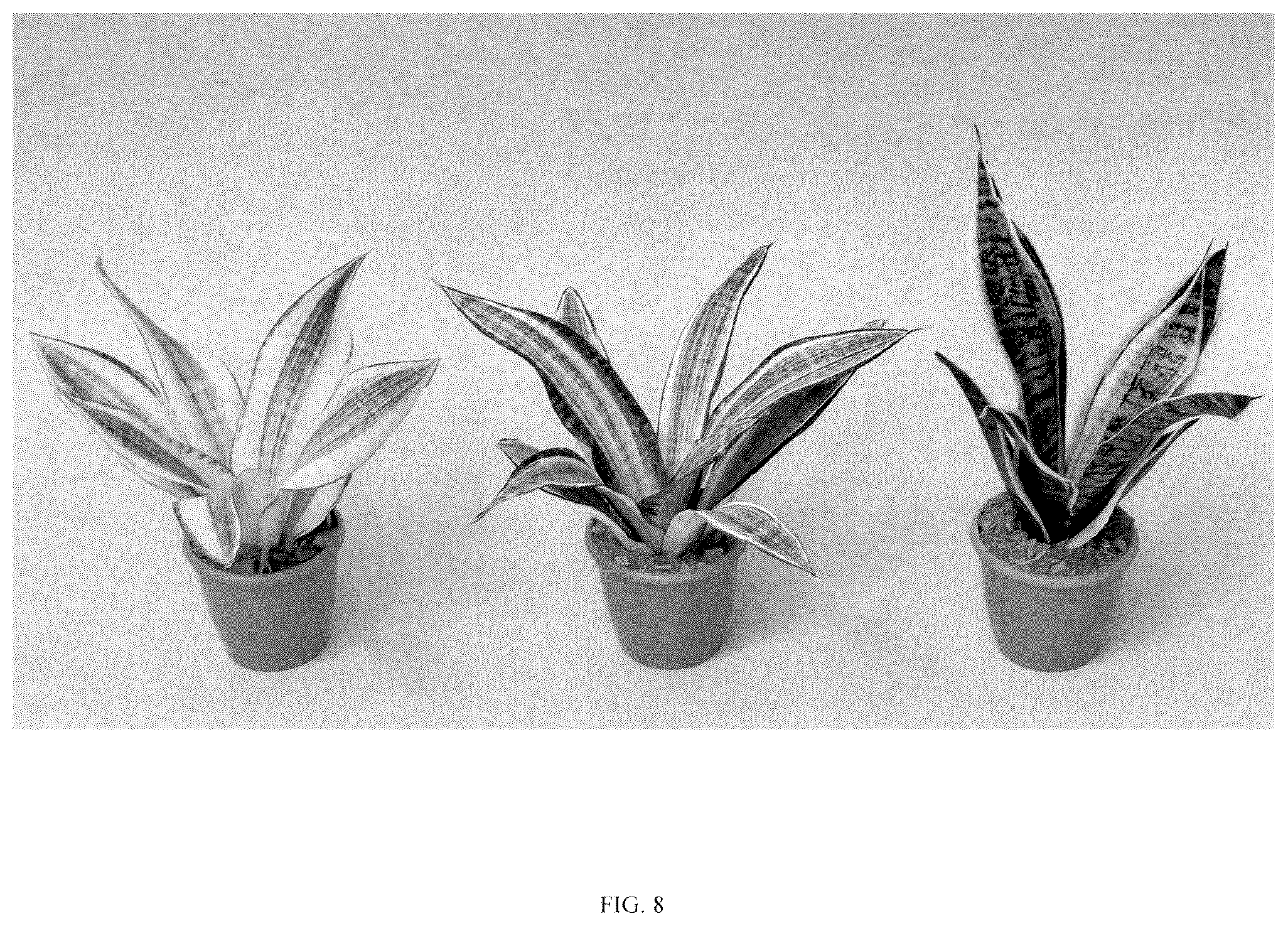 Patent USPP036860 Figure 8 – Sansevieria plant named ‘Hansoti57’