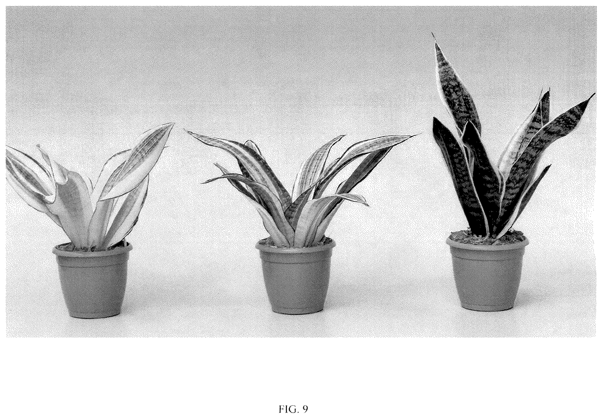Patent USPP036860 Figure 9 – Sansevieria plant named ‘Hansoti57’