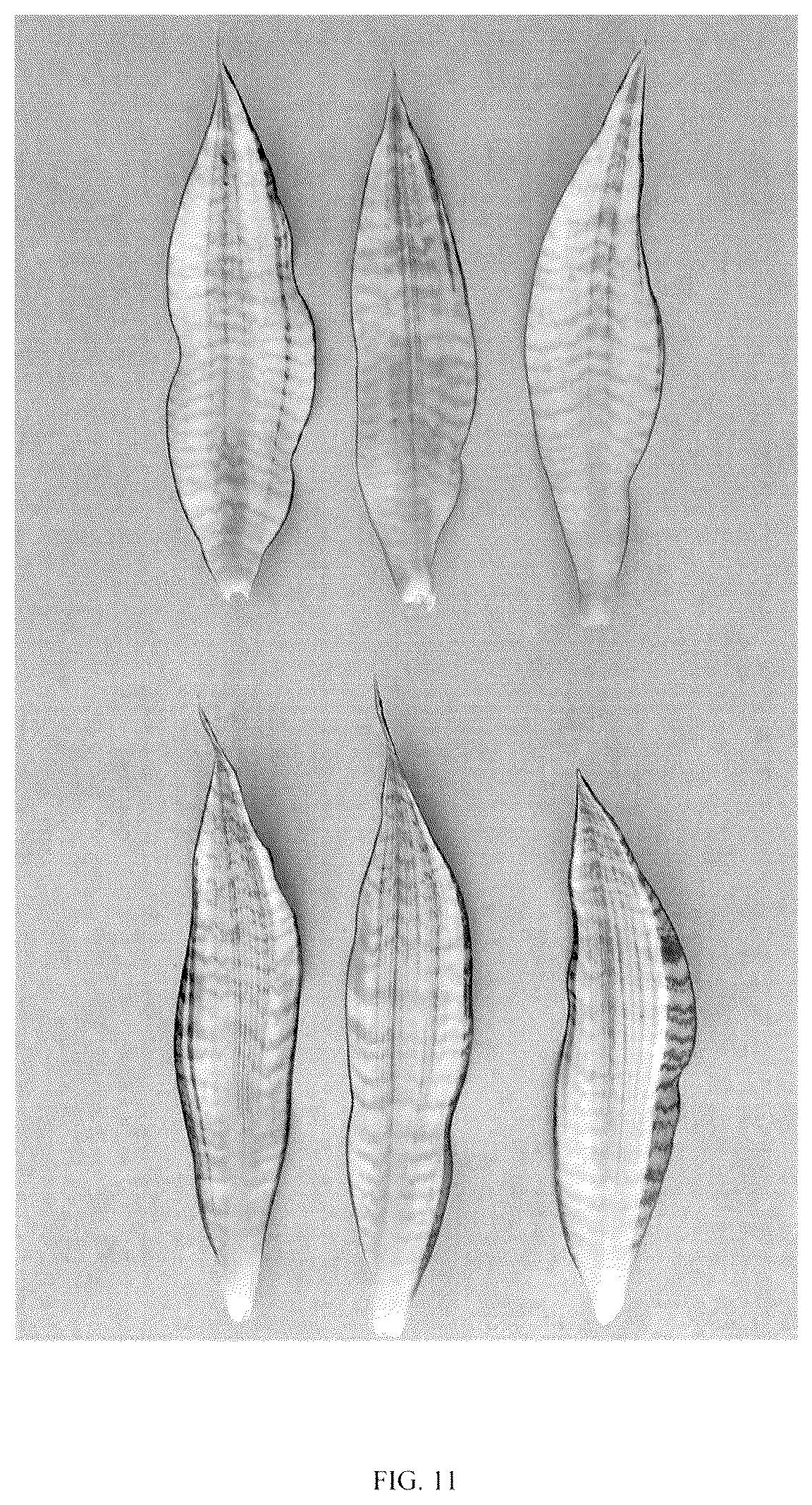 Patent USPP036860 Figure 11 – Sansevieria plant named ‘Hansoti57’