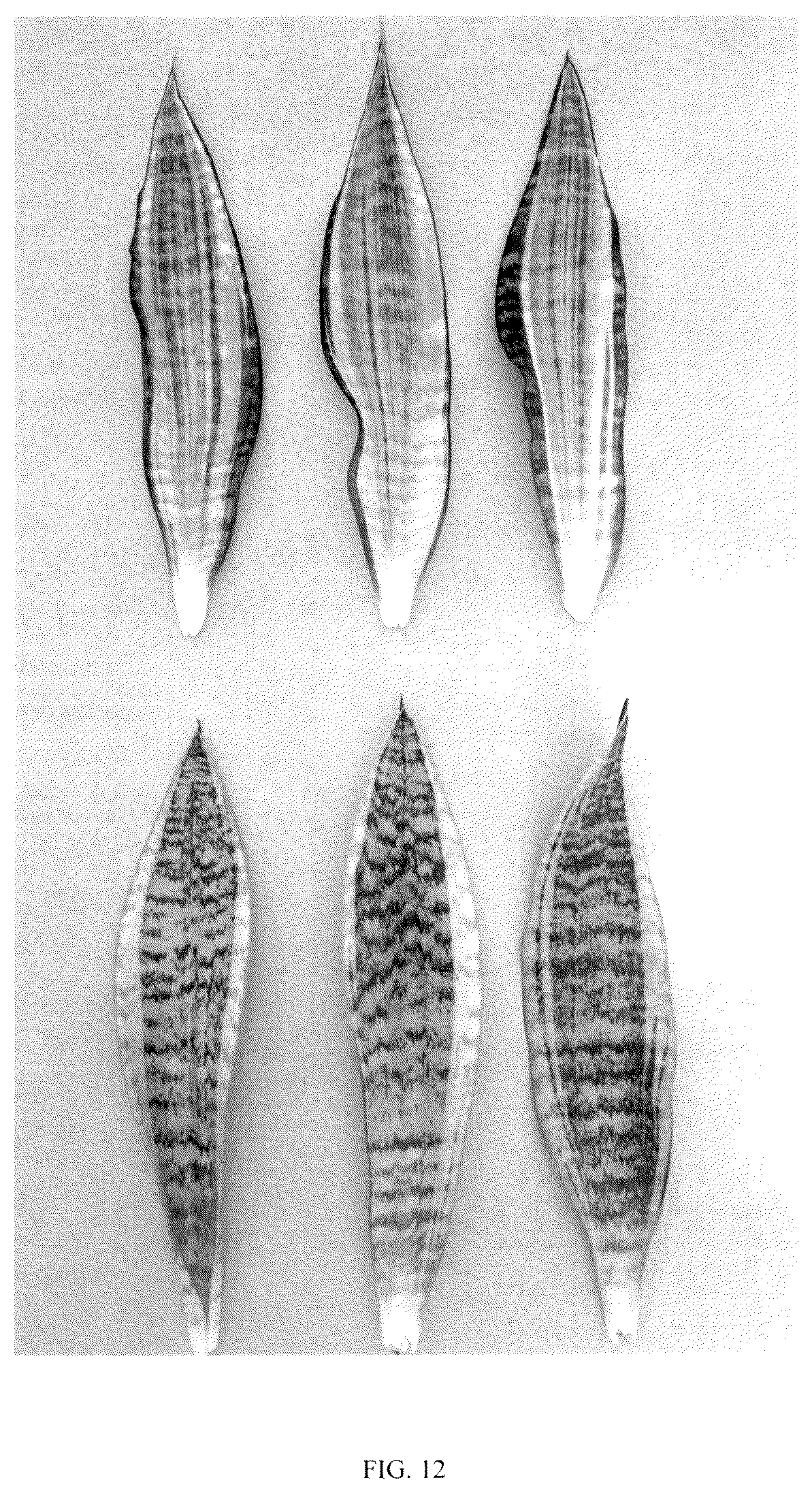 Patent USPP036860 Figure 12 – Sansevieria plant named ‘Hansoti57’