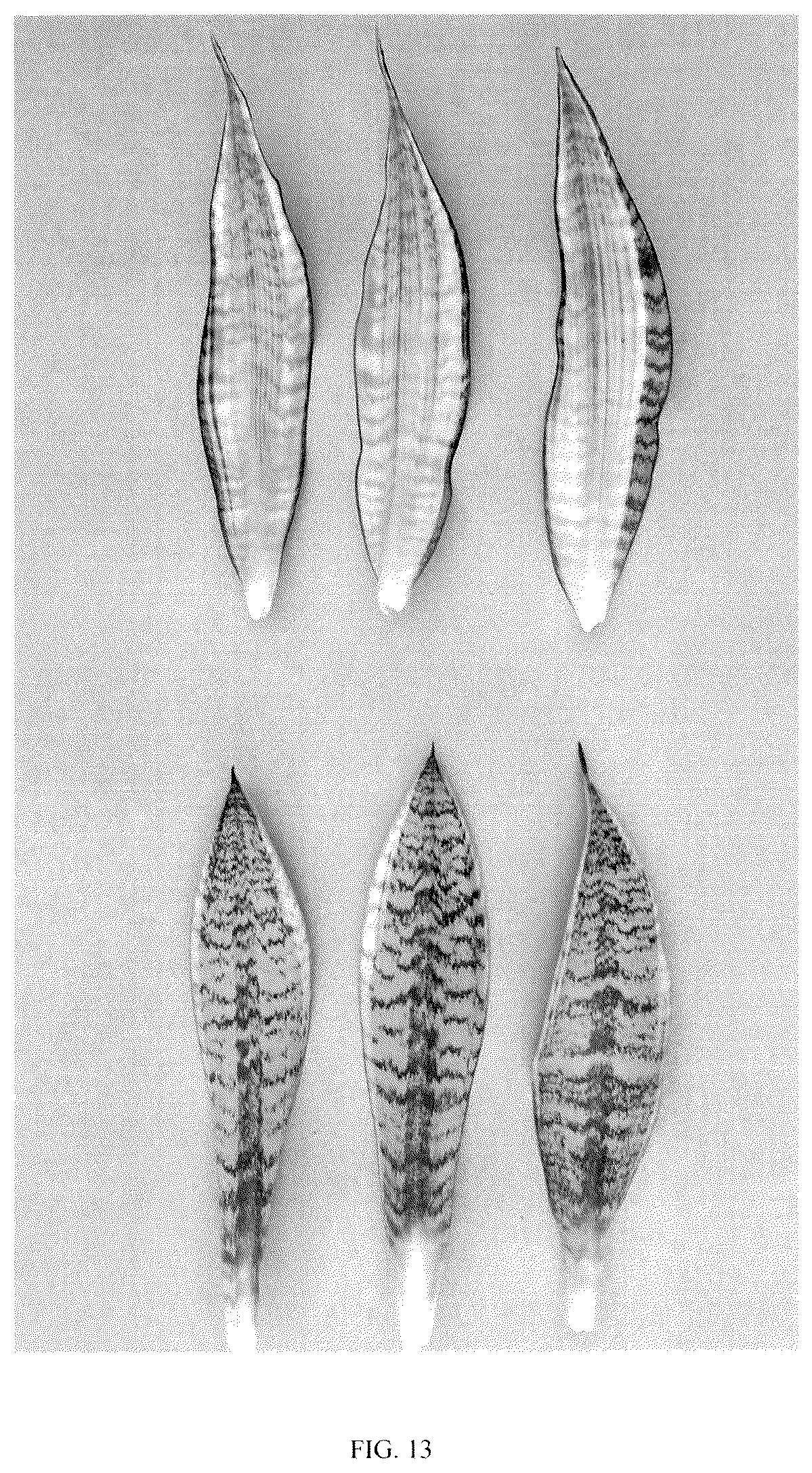 Patent USPP036860 Figure 13 – Sansevieria plant named ‘Hansoti57’