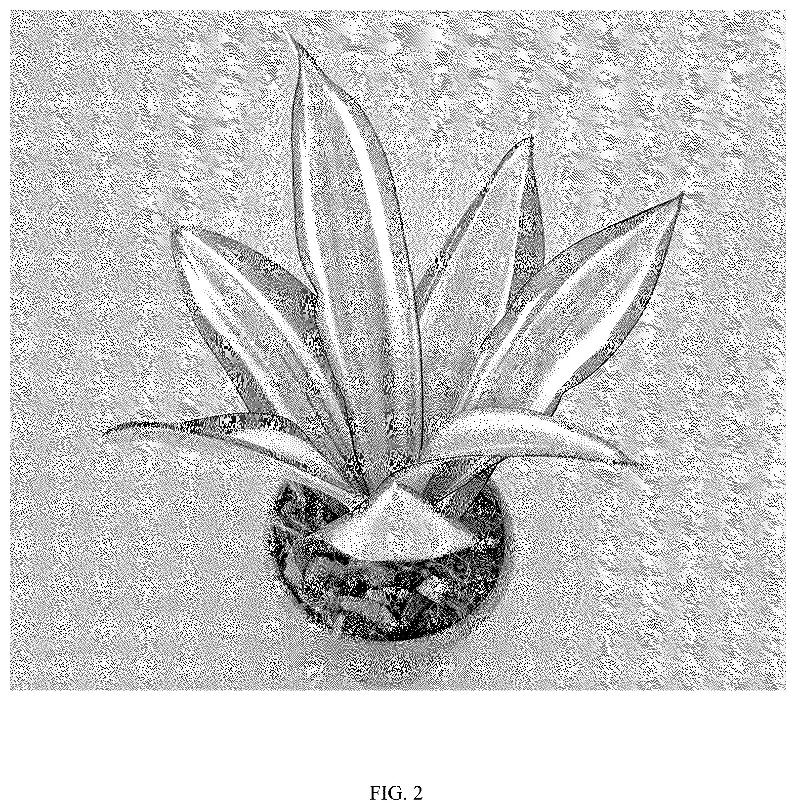 Patent USPP036861 Figure 2 – Sansevieria plant named ‘Hansoti58’
