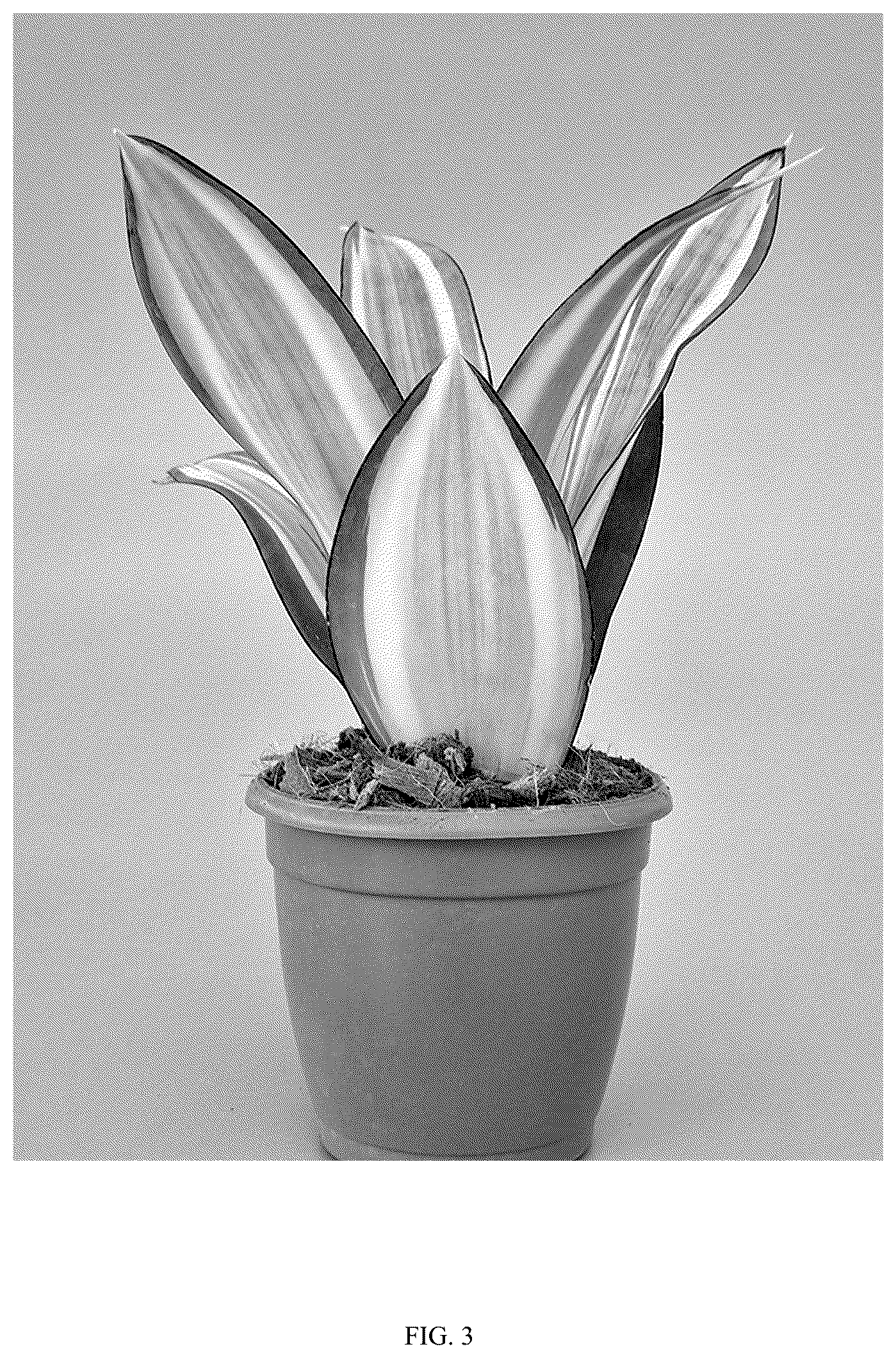 Patent USPP036861 Figure 3 – Sansevieria plant named ‘Hansoti58’