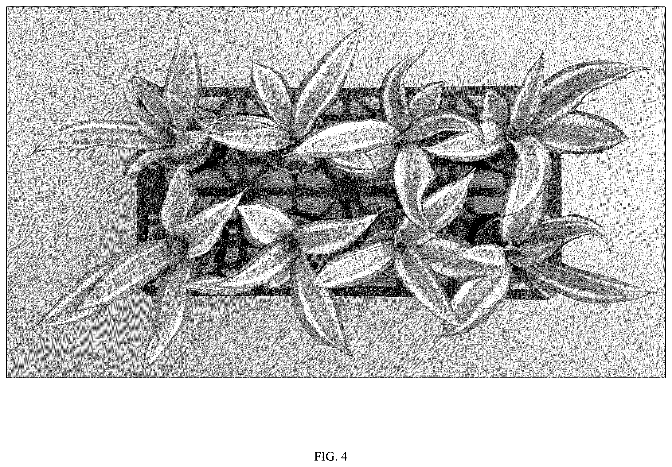 Patent USPP036861 Figure 4 – Sansevieria plant named ‘Hansoti58’