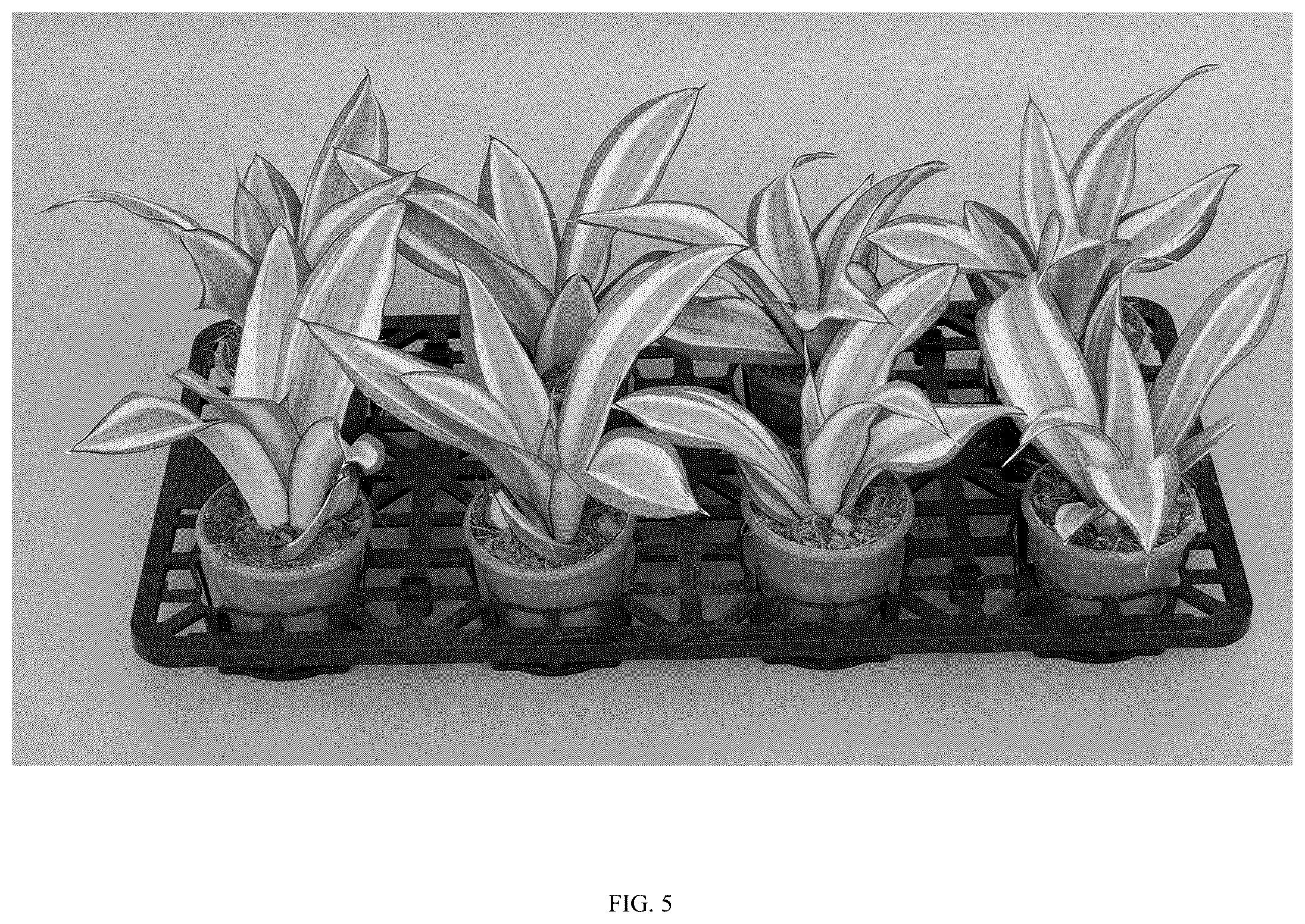 Patent USPP036861 Figure 5 – Sansevieria plant named ‘Hansoti58’