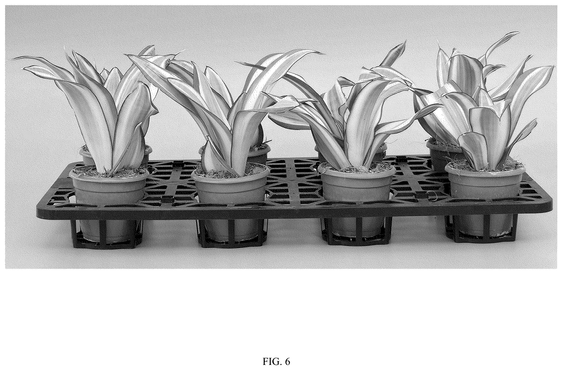 Patent USPP036861 Figure 6 – Sansevieria plant named ‘Hansoti58’