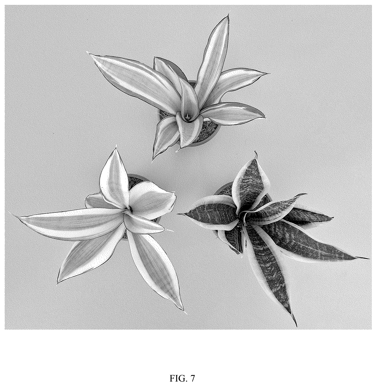 Patent USPP036861 Figure 7 – Sansevieria plant named ‘Hansoti58’