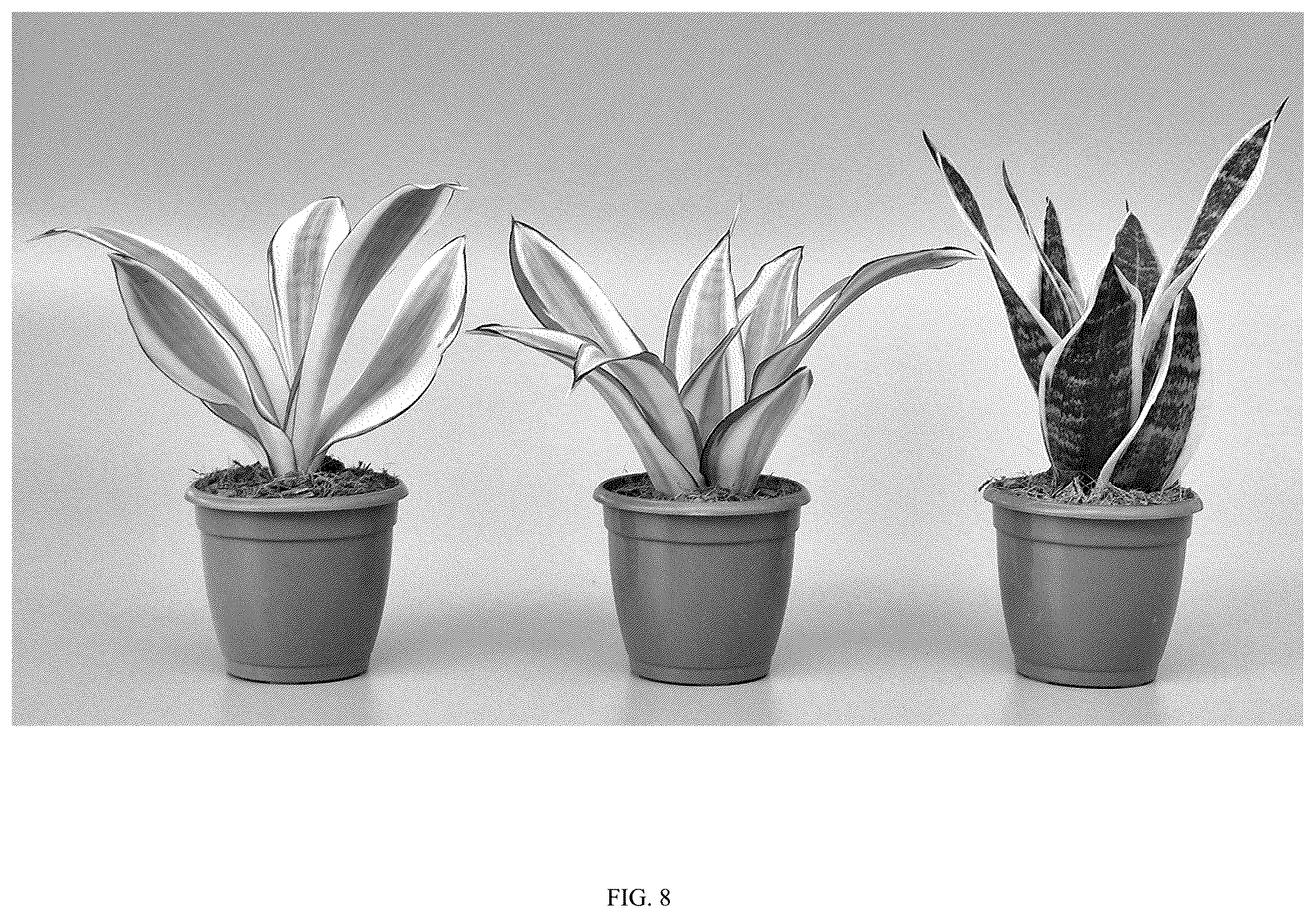 Patent USPP036861 Figure 8 – Sansevieria plant named ‘Hansoti58’