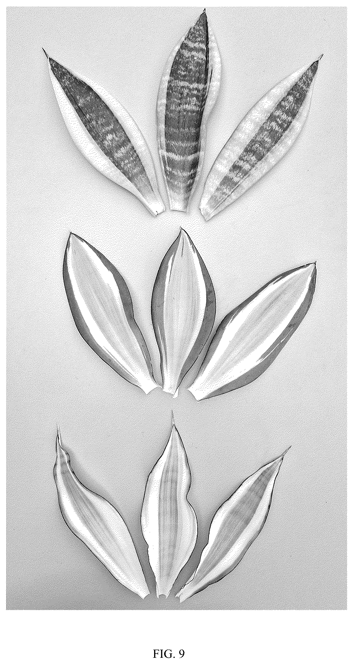 Patent USPP036861 Figure 9 – Sansevieria plant named ‘Hansoti58’