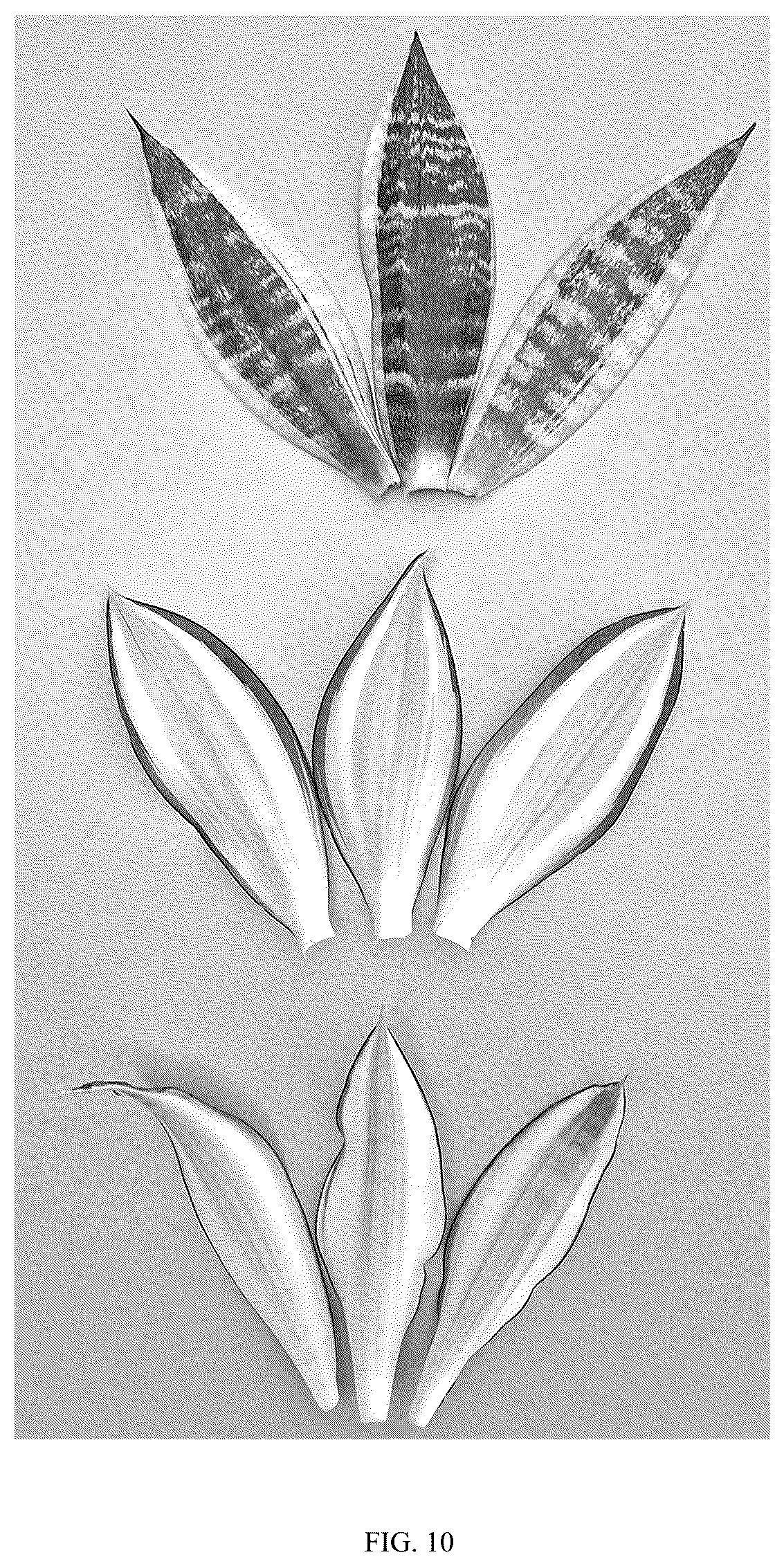 Patent USPP036861 Figure 10 – Sansevieria plant named ‘Hansoti58’